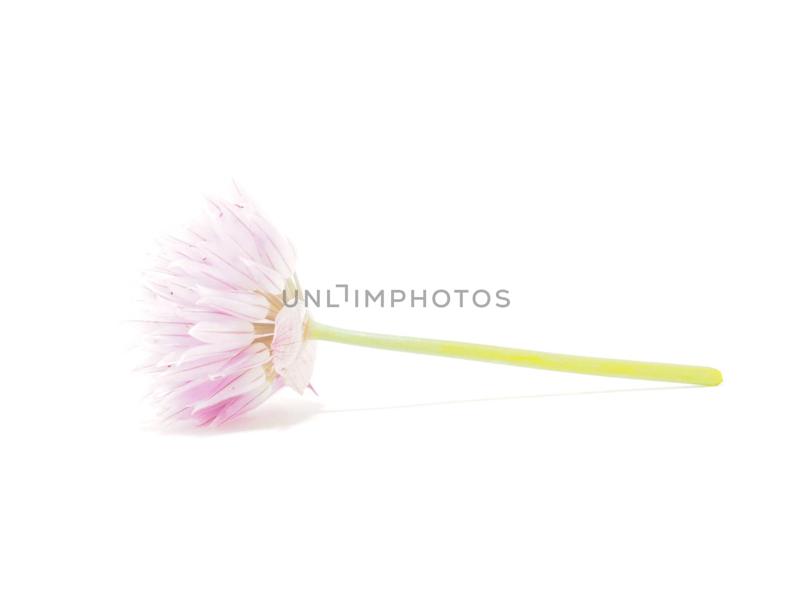 Flower blooming onion on a white background