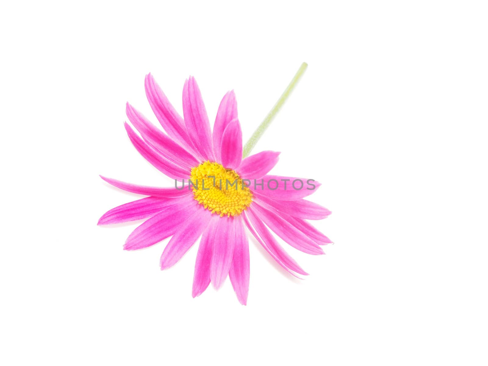 Pink daisy on white background