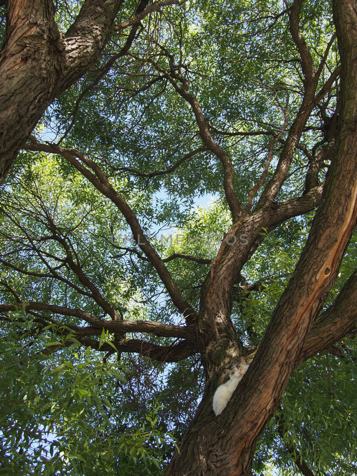 trunk of the tree