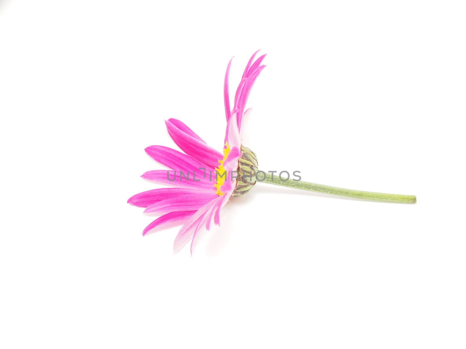 Pink daisy on white background