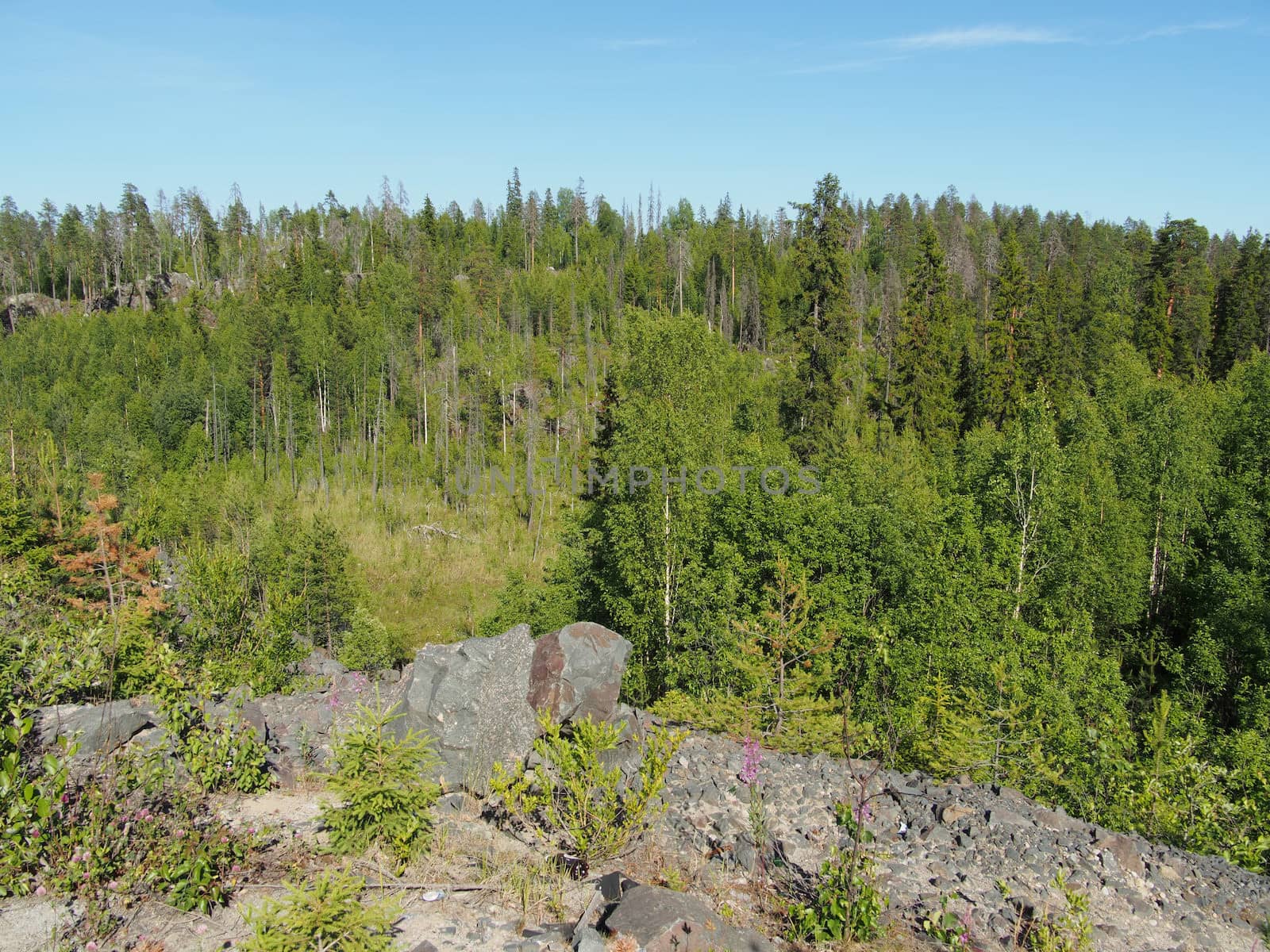 forest in summer