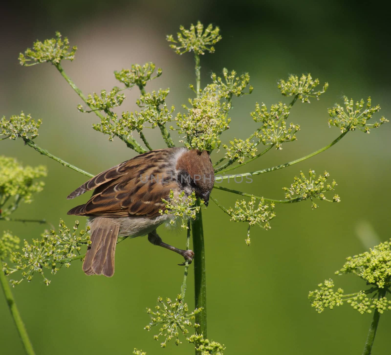 sparrow 