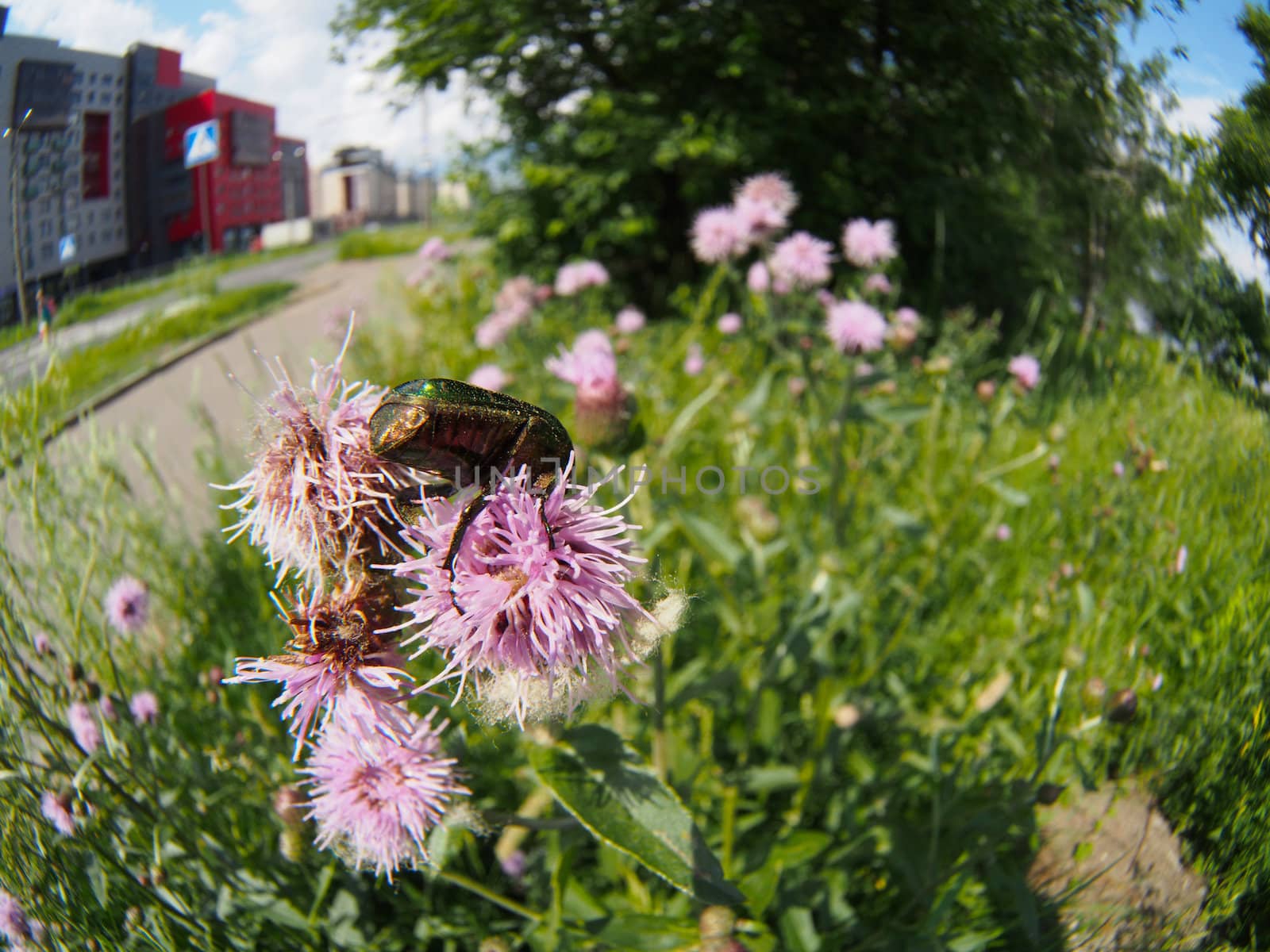 Chafer beetle on a flower