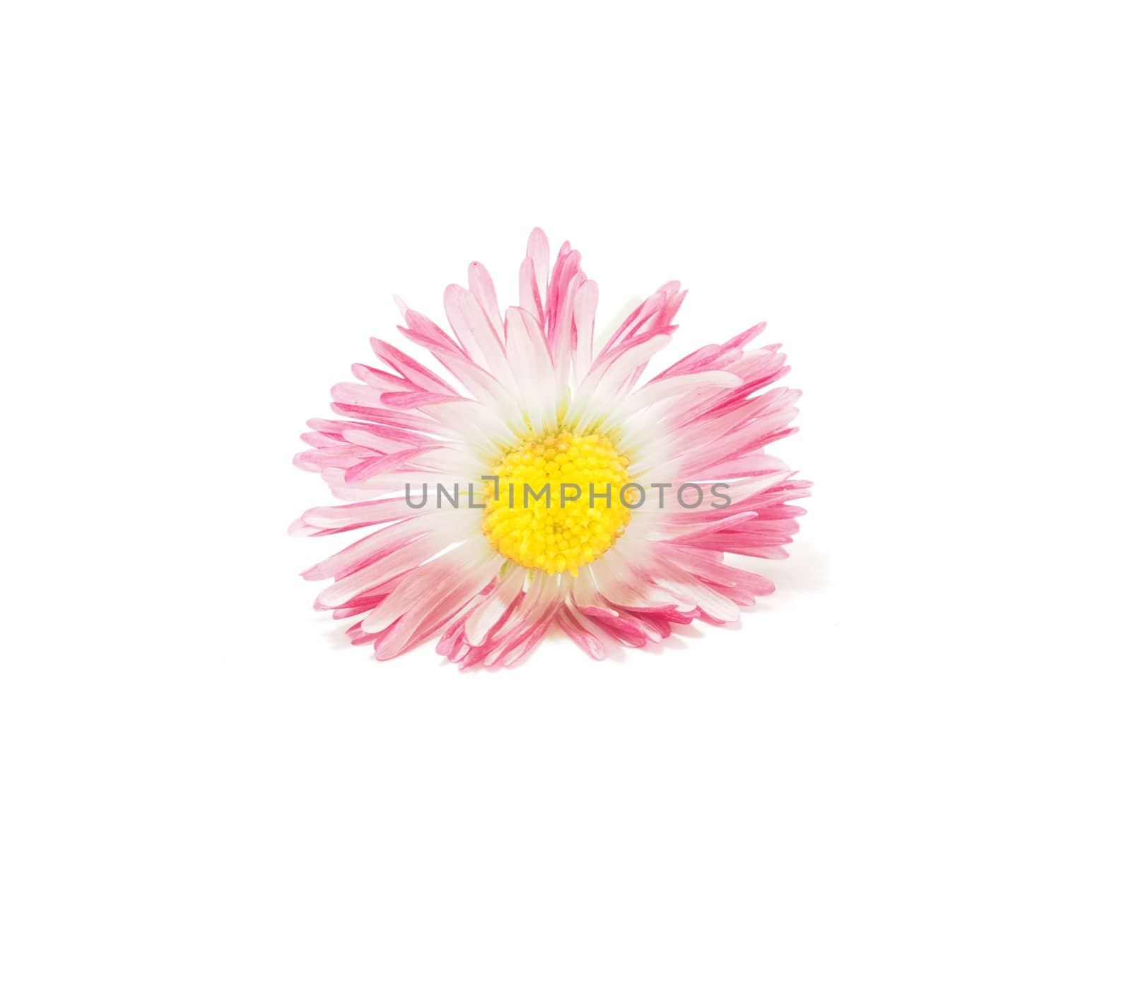 Pink daisy on white background