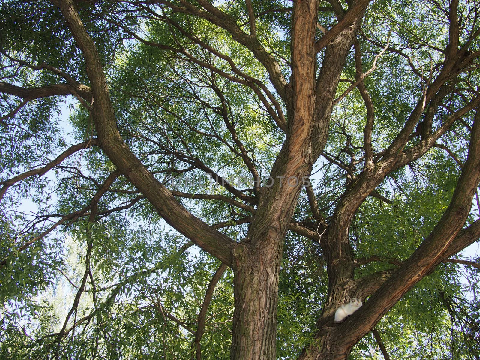 trunk of the tree