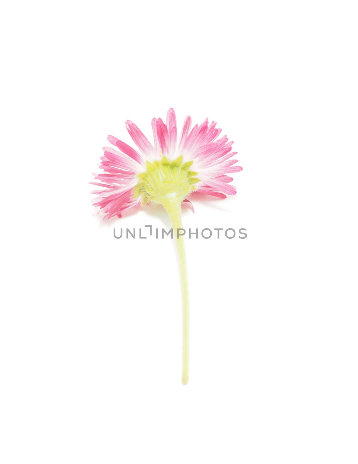 Pink daisy on white background