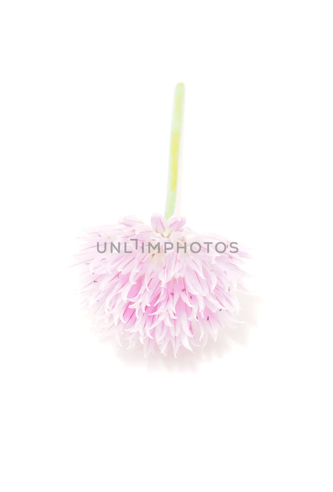 Flower blooming onion on a white background