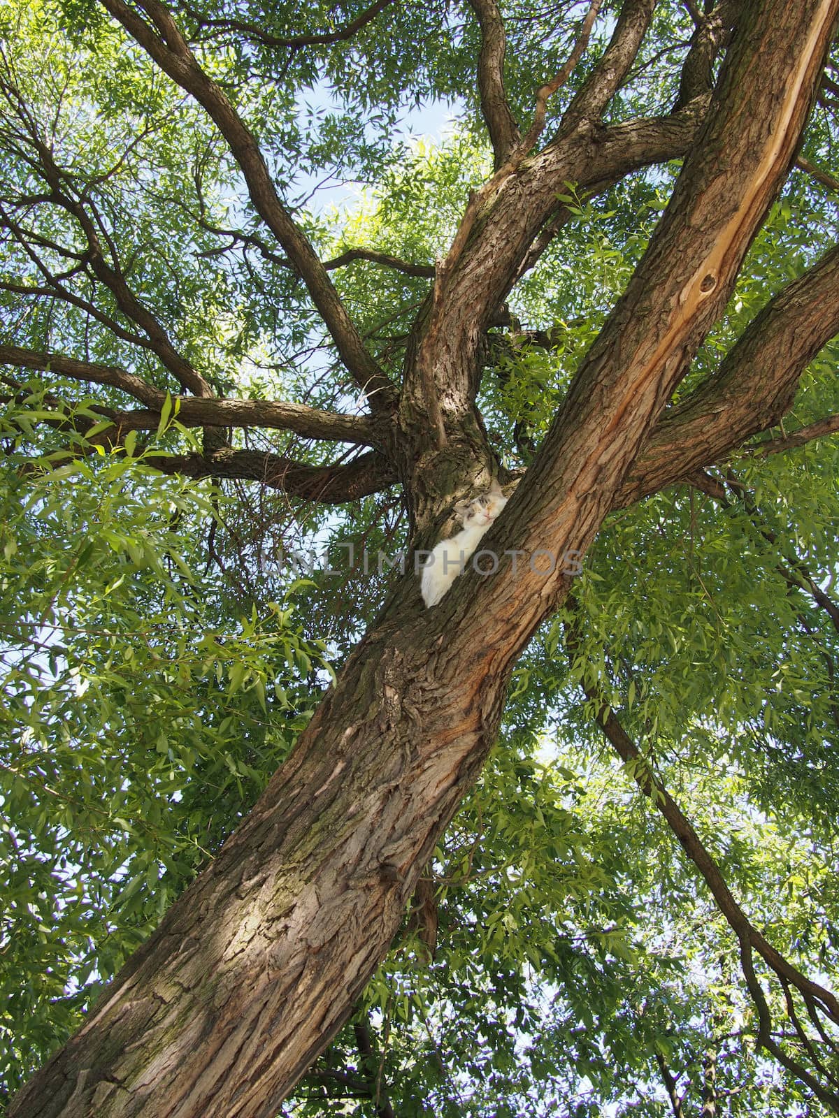 trunk of the tree