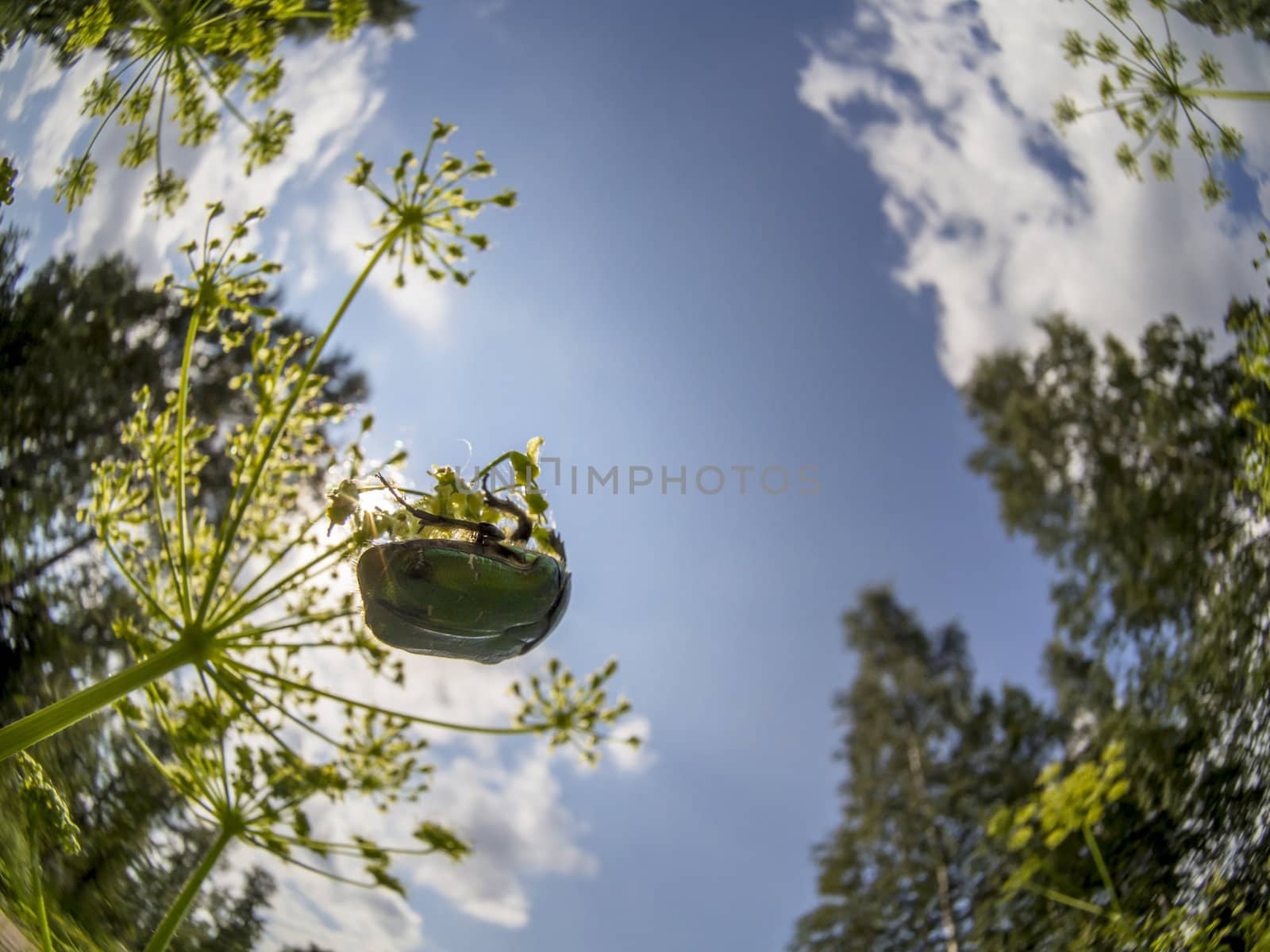 Chafer beetle on a flower