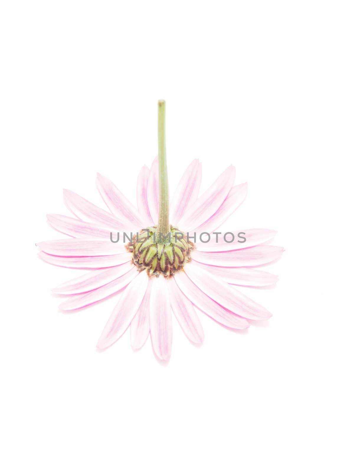 Pink daisy on white background
