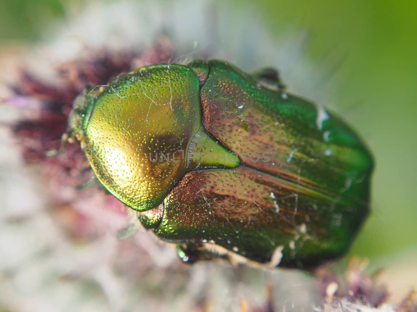 Chafer beetle on a flower