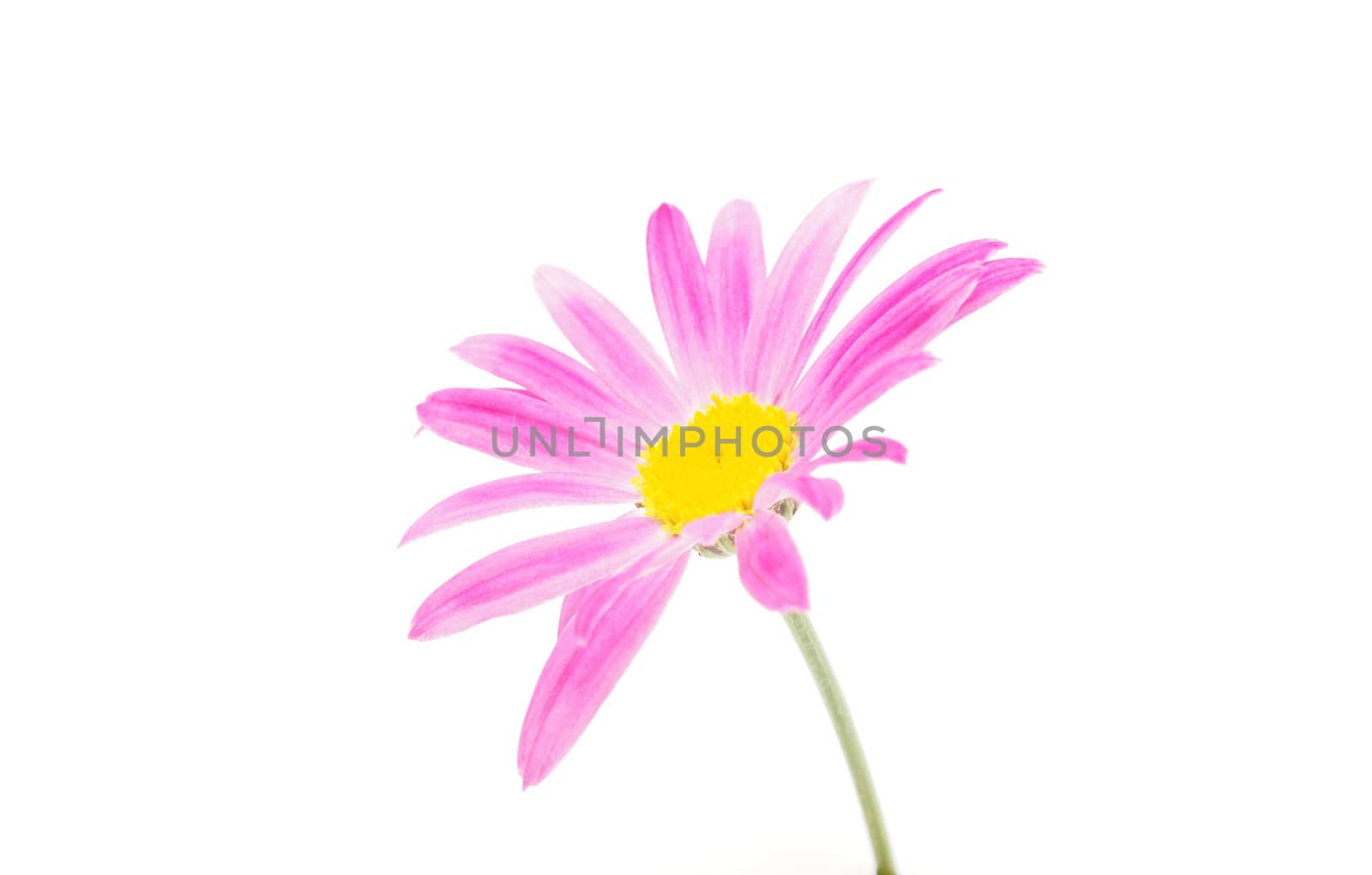 Pink daisy on white background