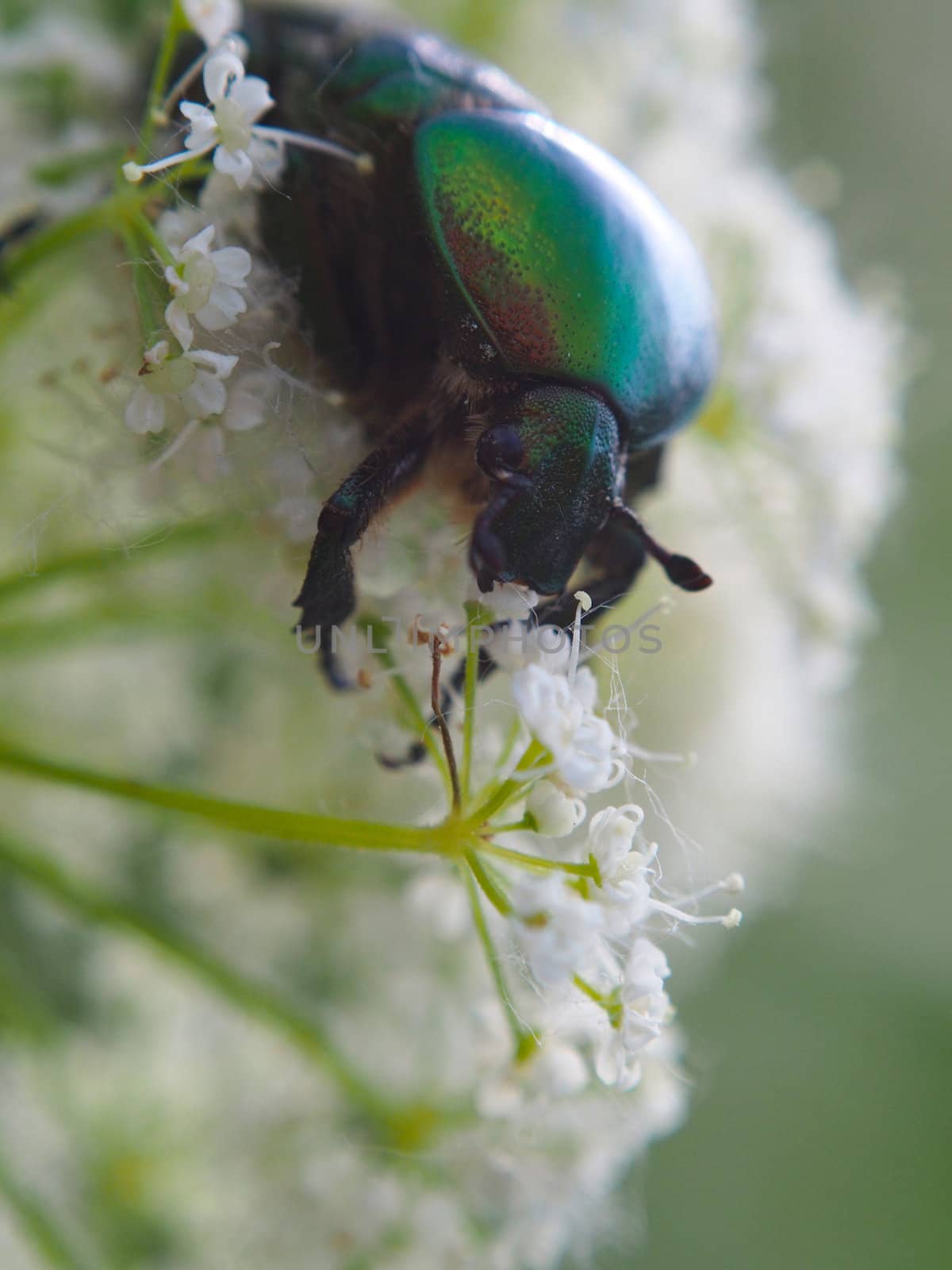 Chafer beetle on a flower