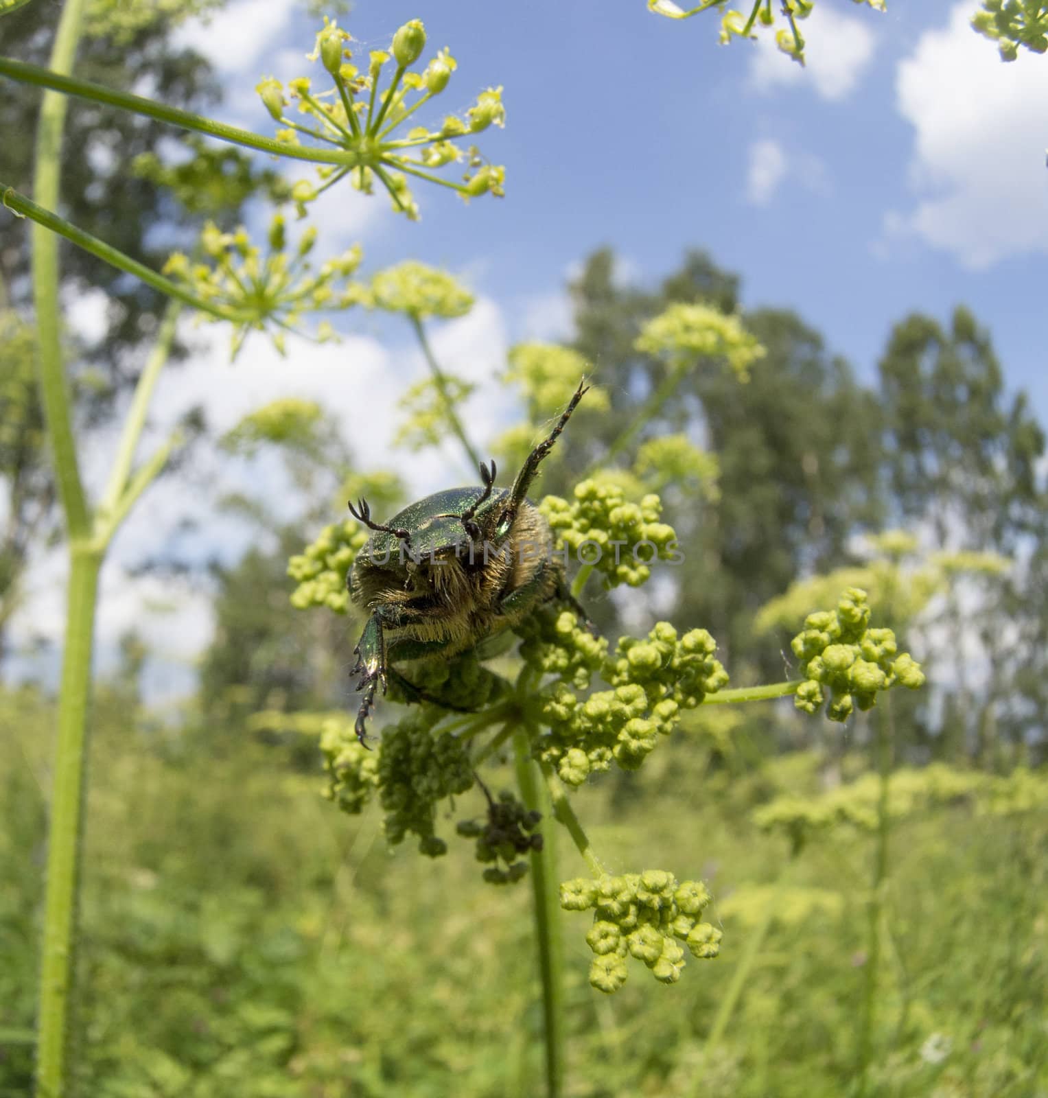 Chafer beetle on a flower
