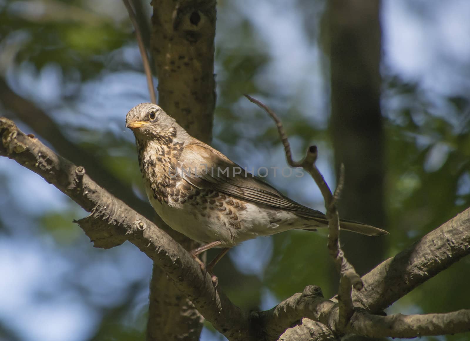 blackbird on a tree