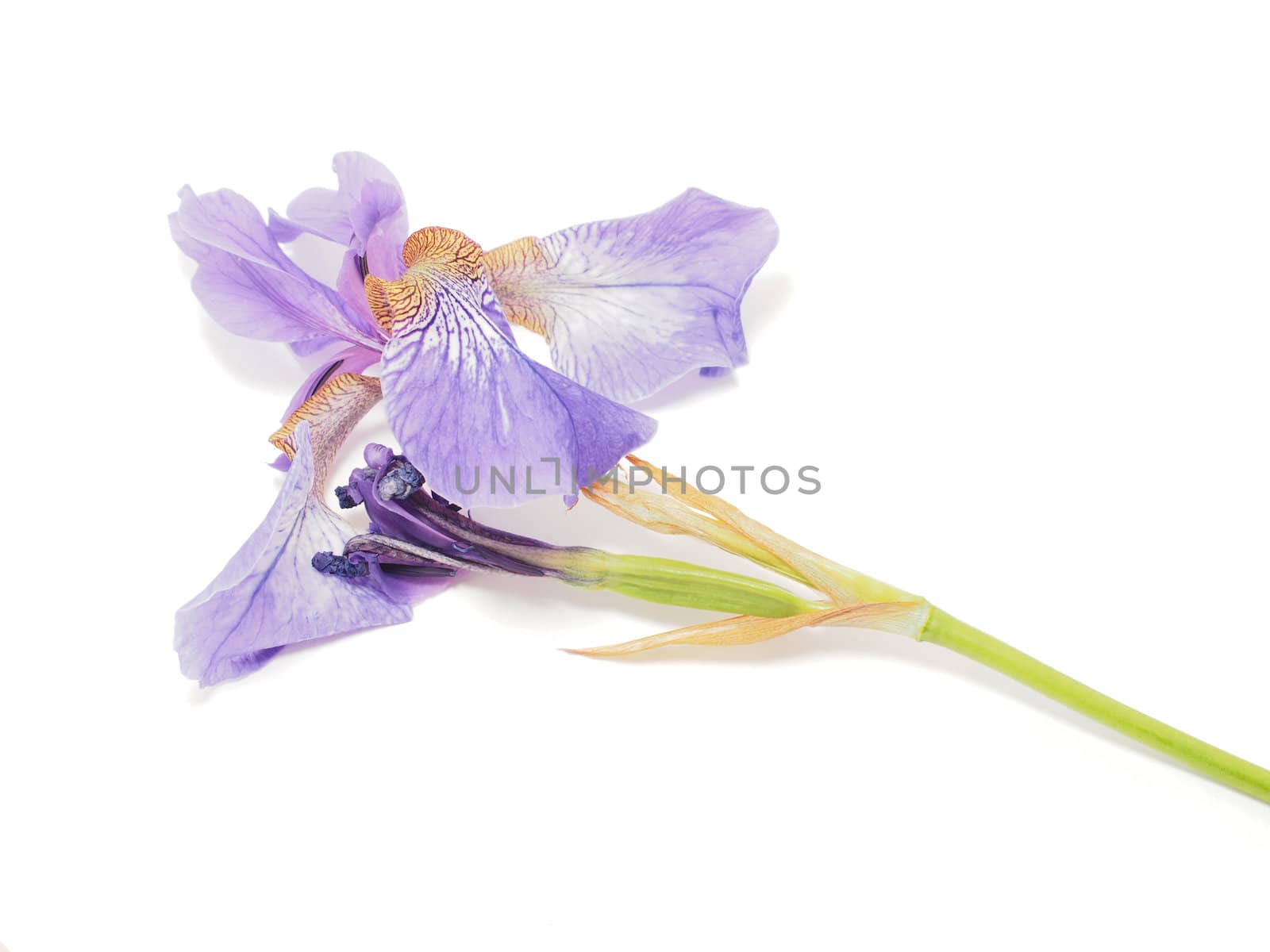 Blue iris on a white background