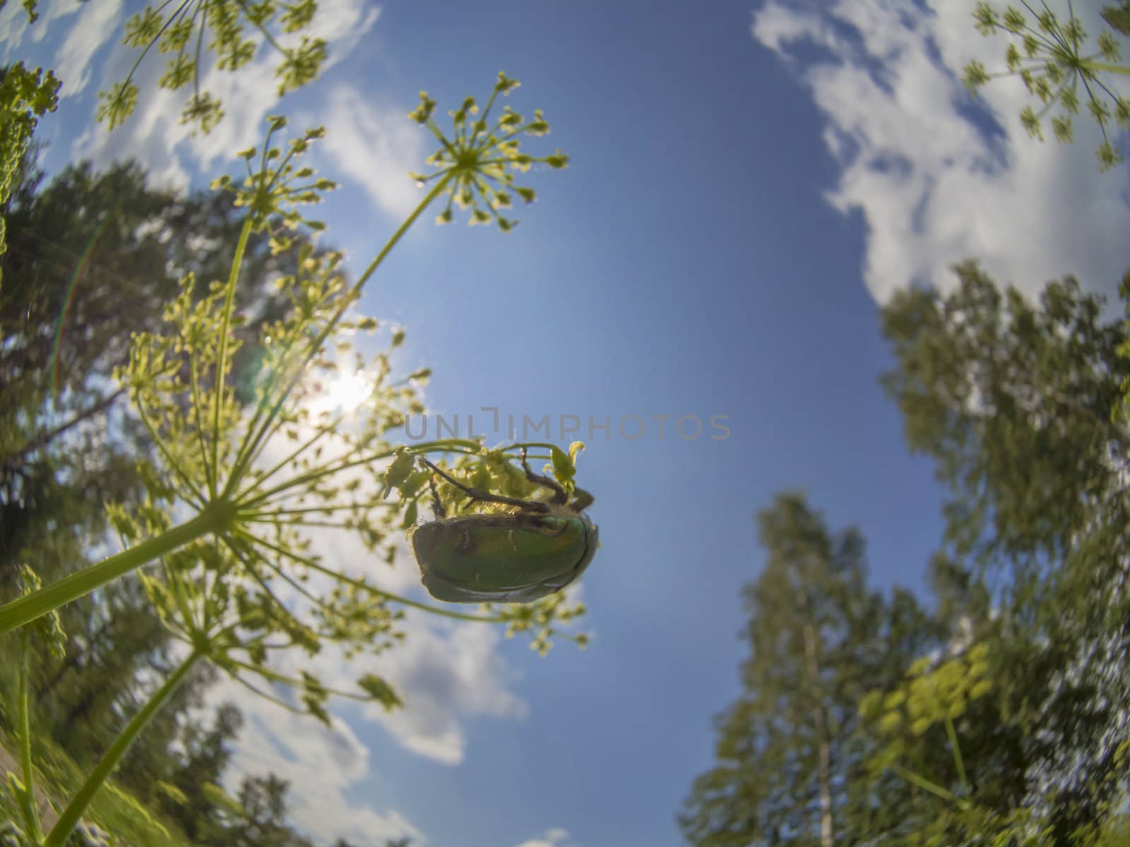 Chafer beetle on a flower