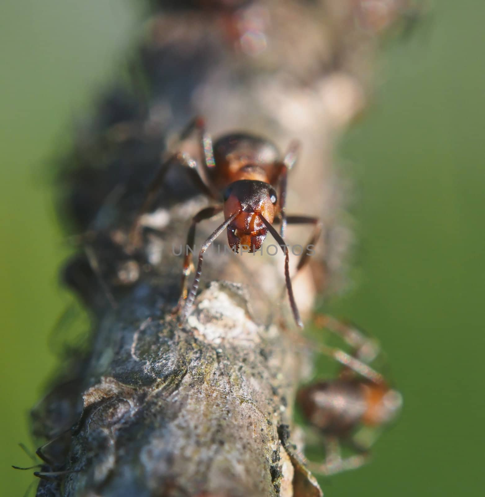 ant