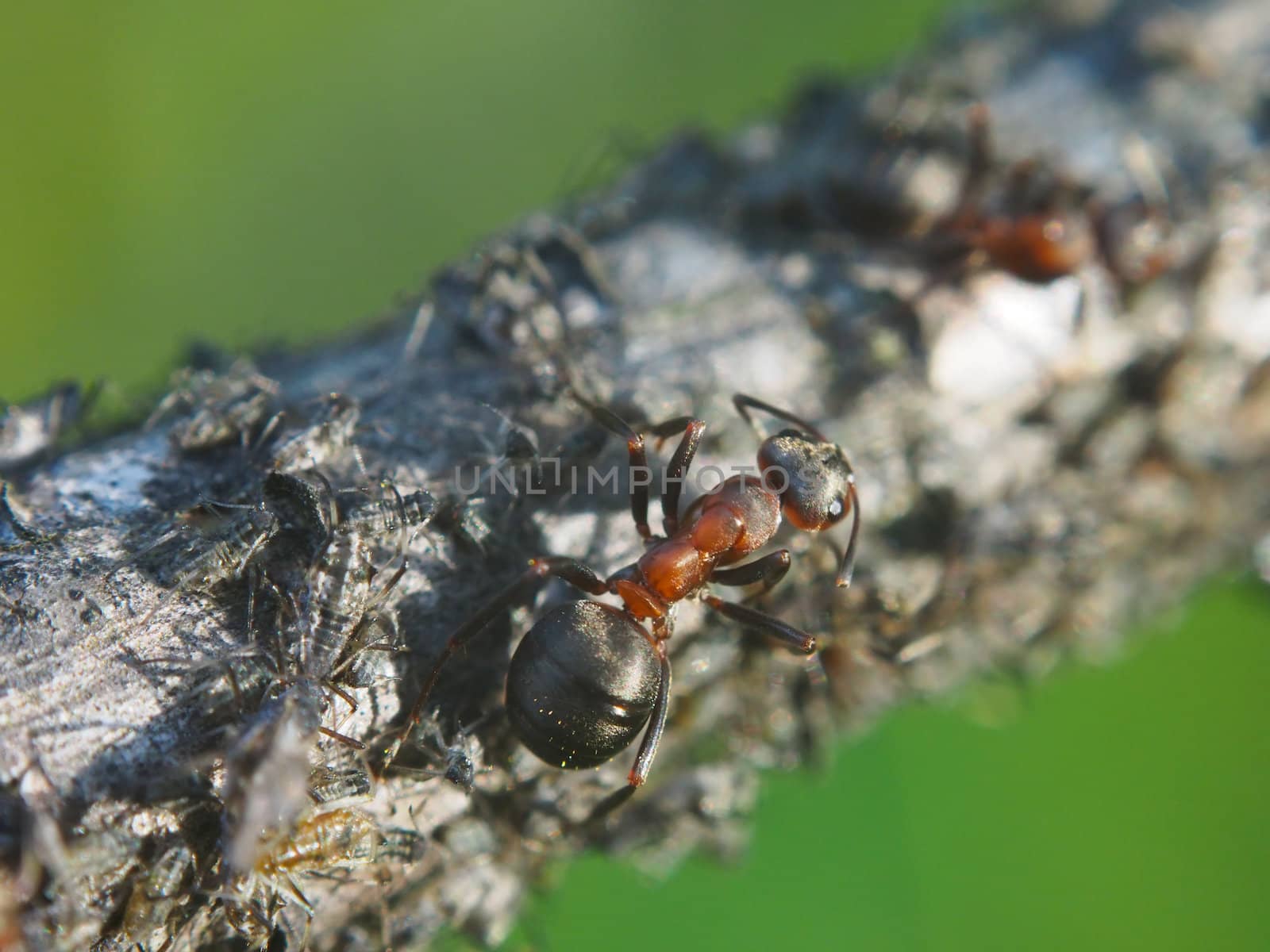 ant