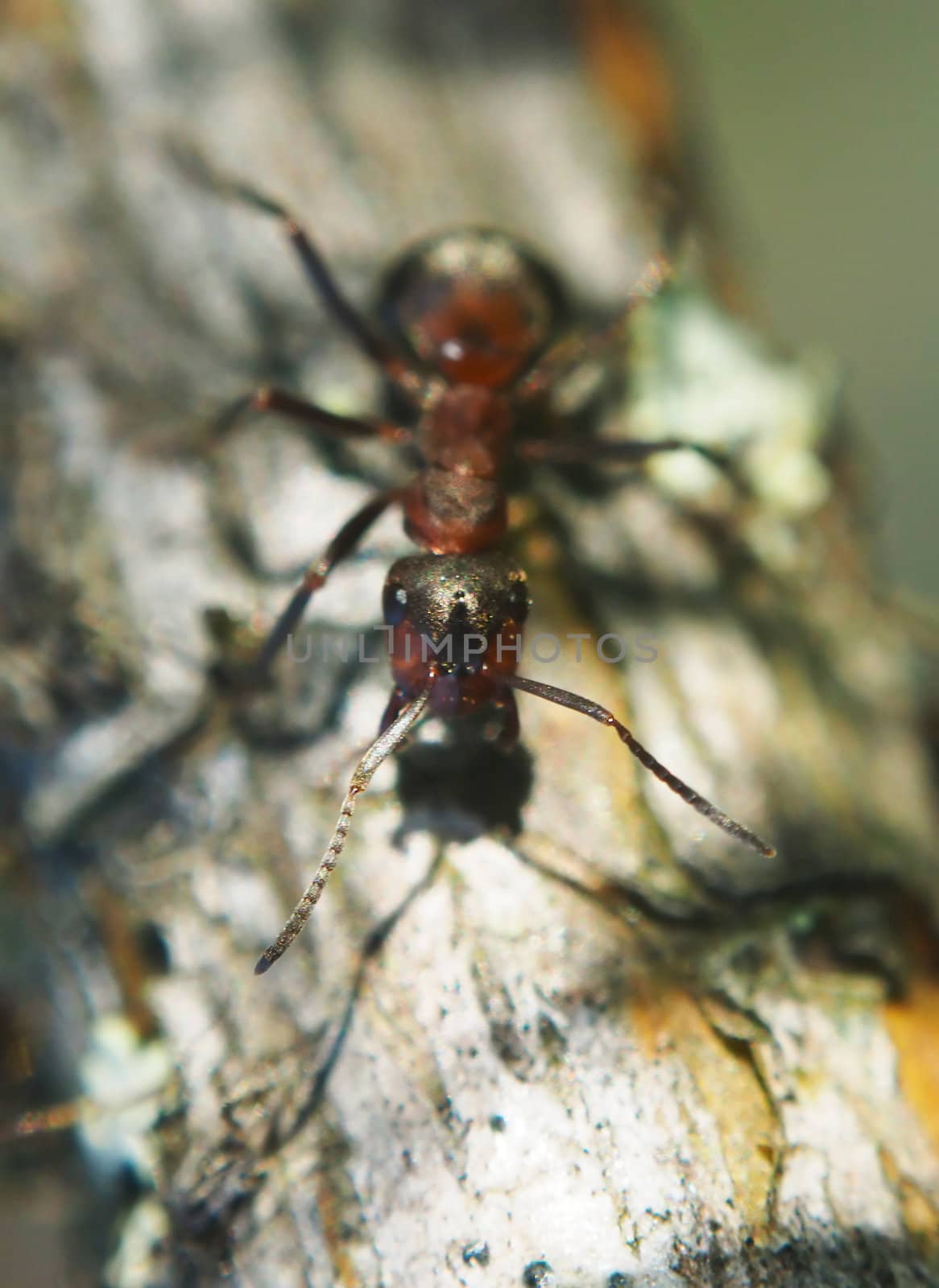 ant