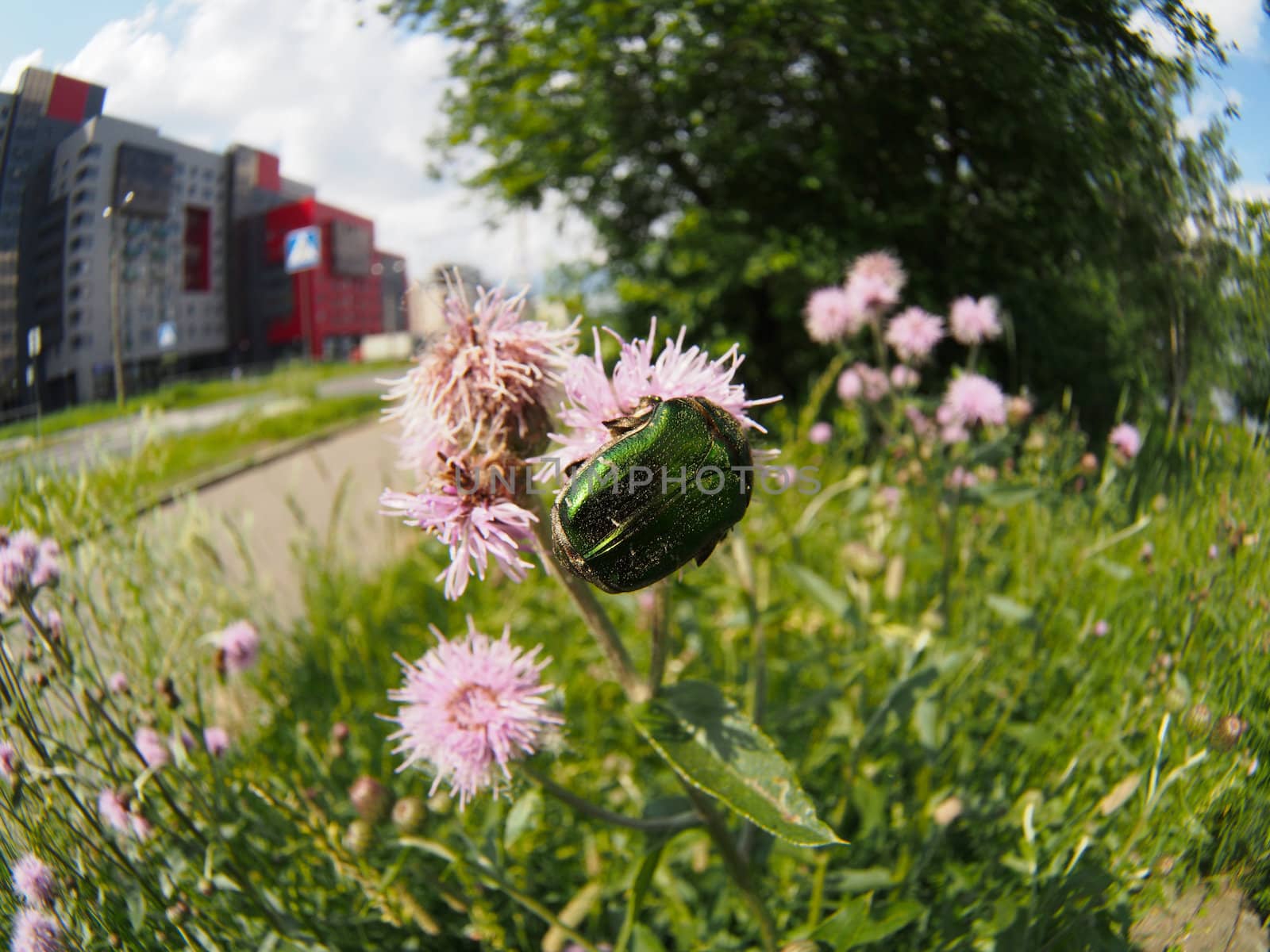 Chafer beetle on a flower