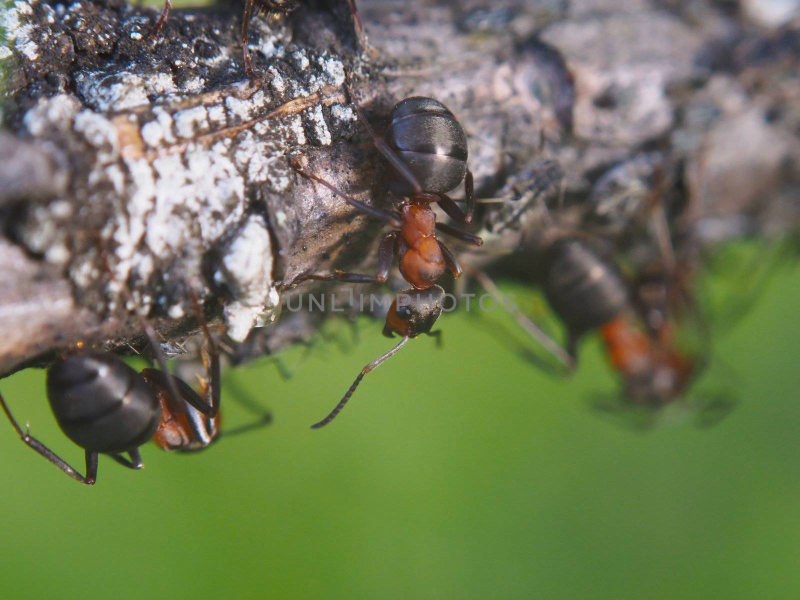 ant