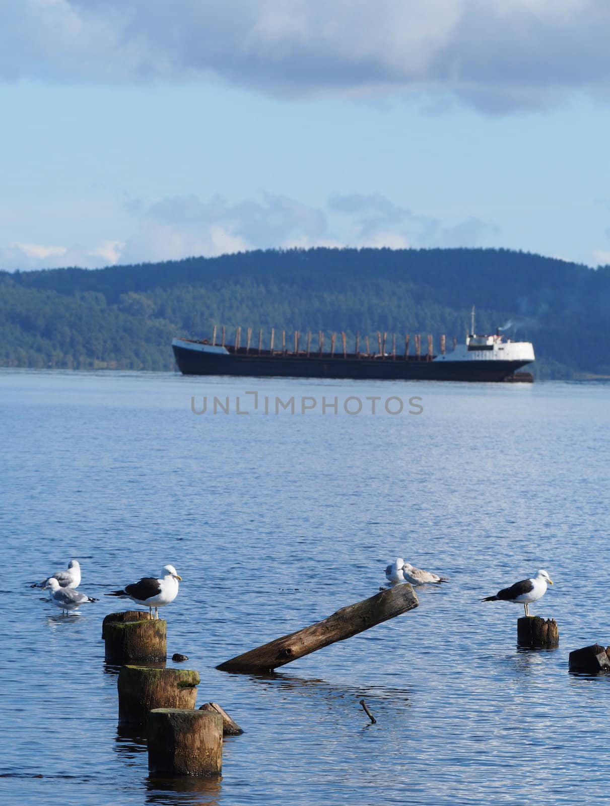 ship, piles and gulls on the lake by Enskanto
