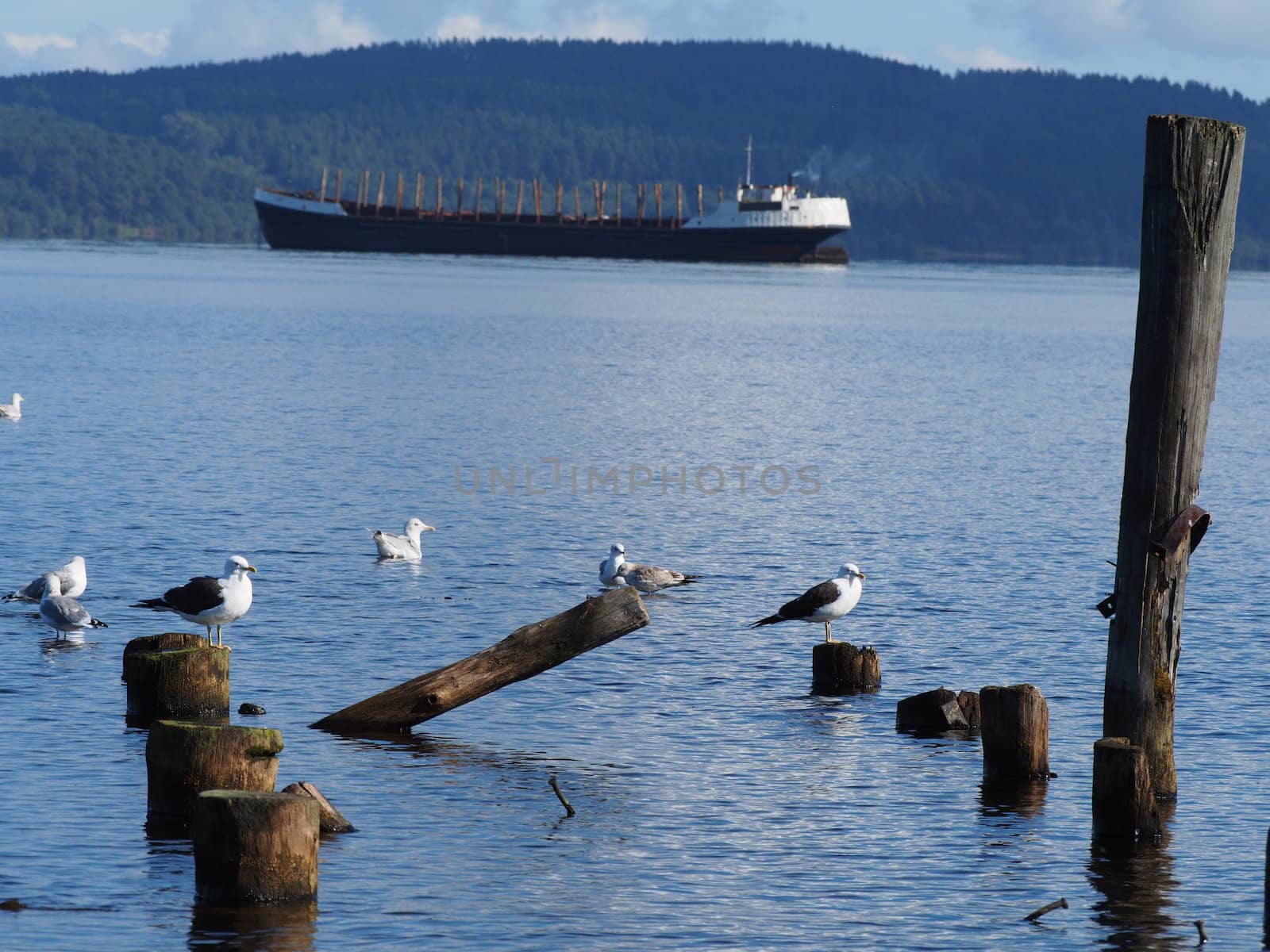 ship, piles and gulls on the lake