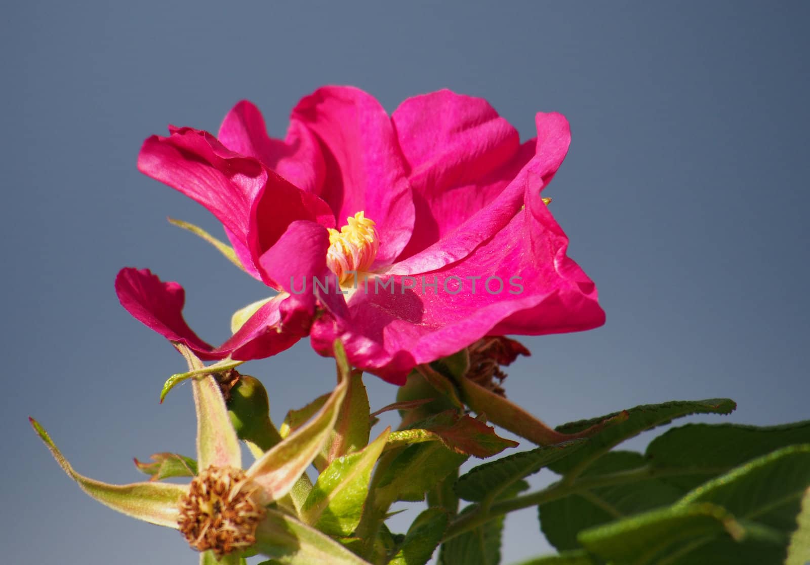 Dog rose (Rosa canina) flower 