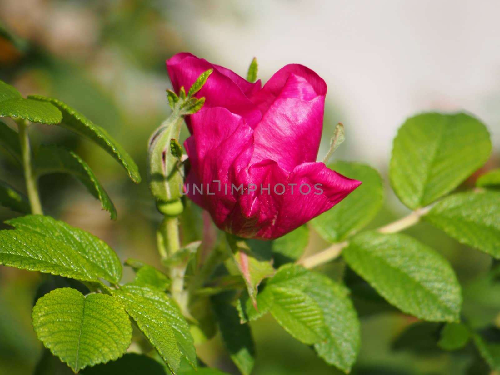 Dog rose (Rosa canina) flower 