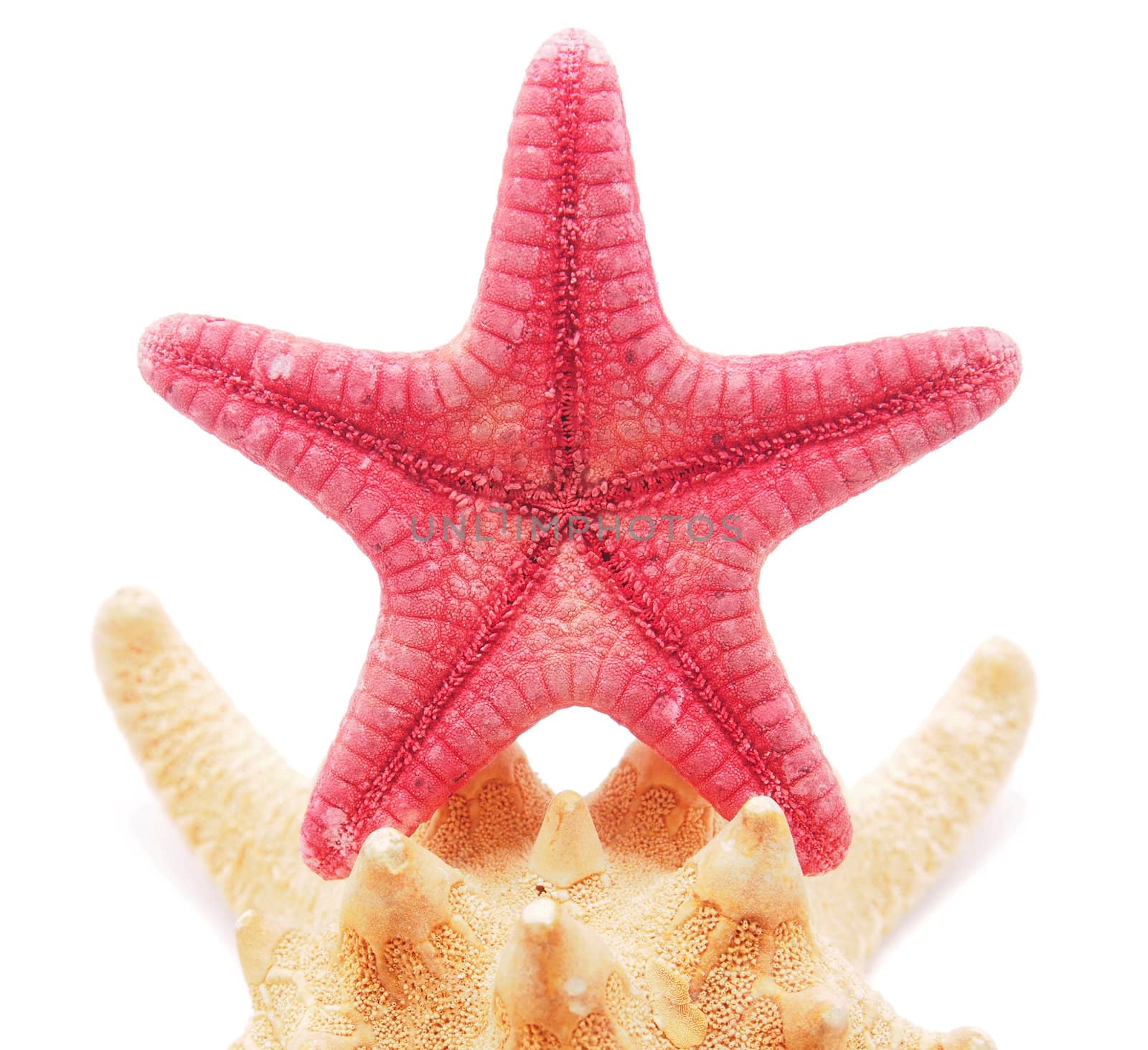Starfish on a white background