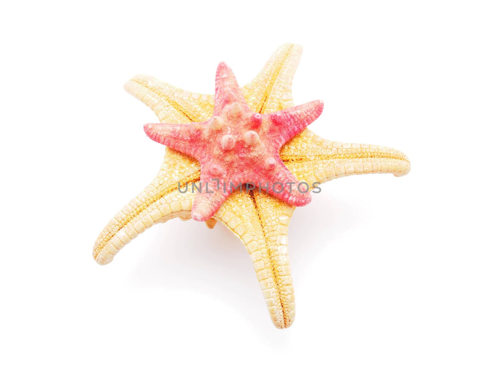 Starfish on a white background