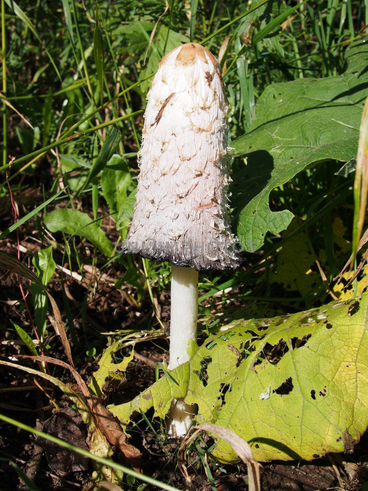 Coprinus comatus