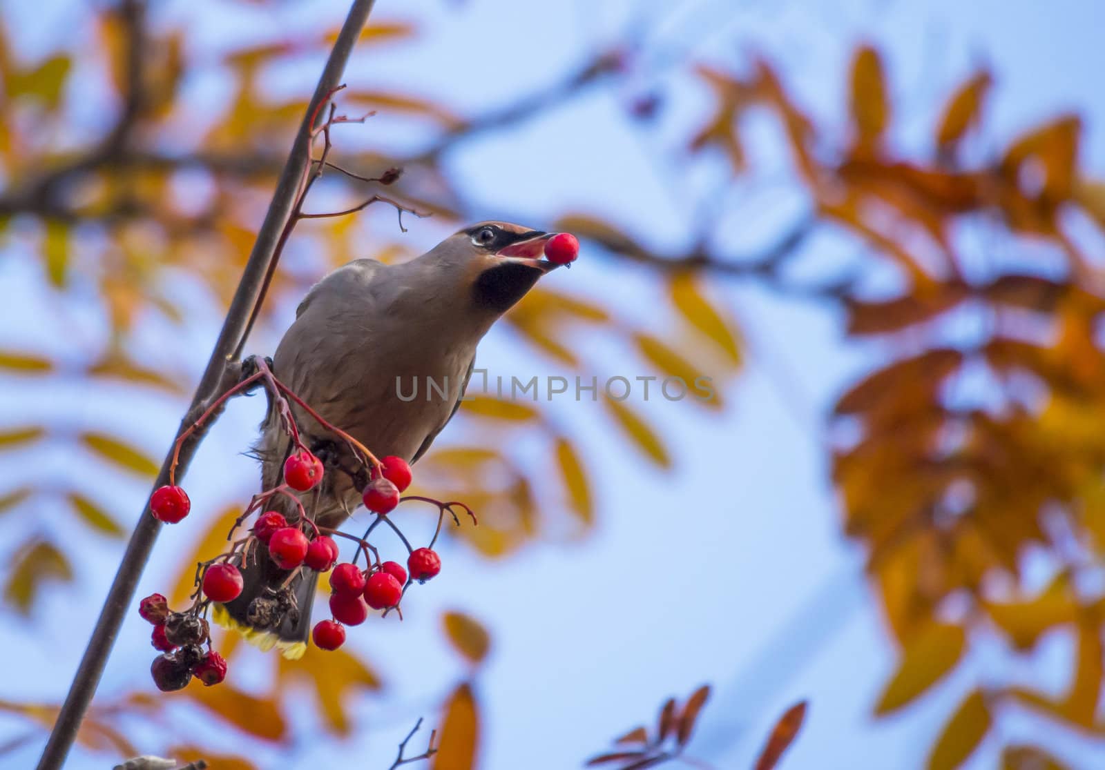 waxwing