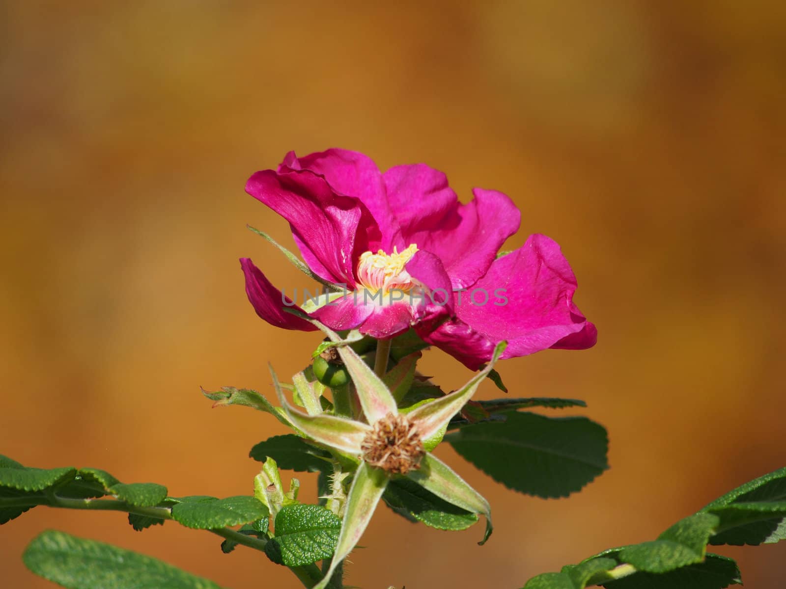 Dog rose (Rosa canina) flower 