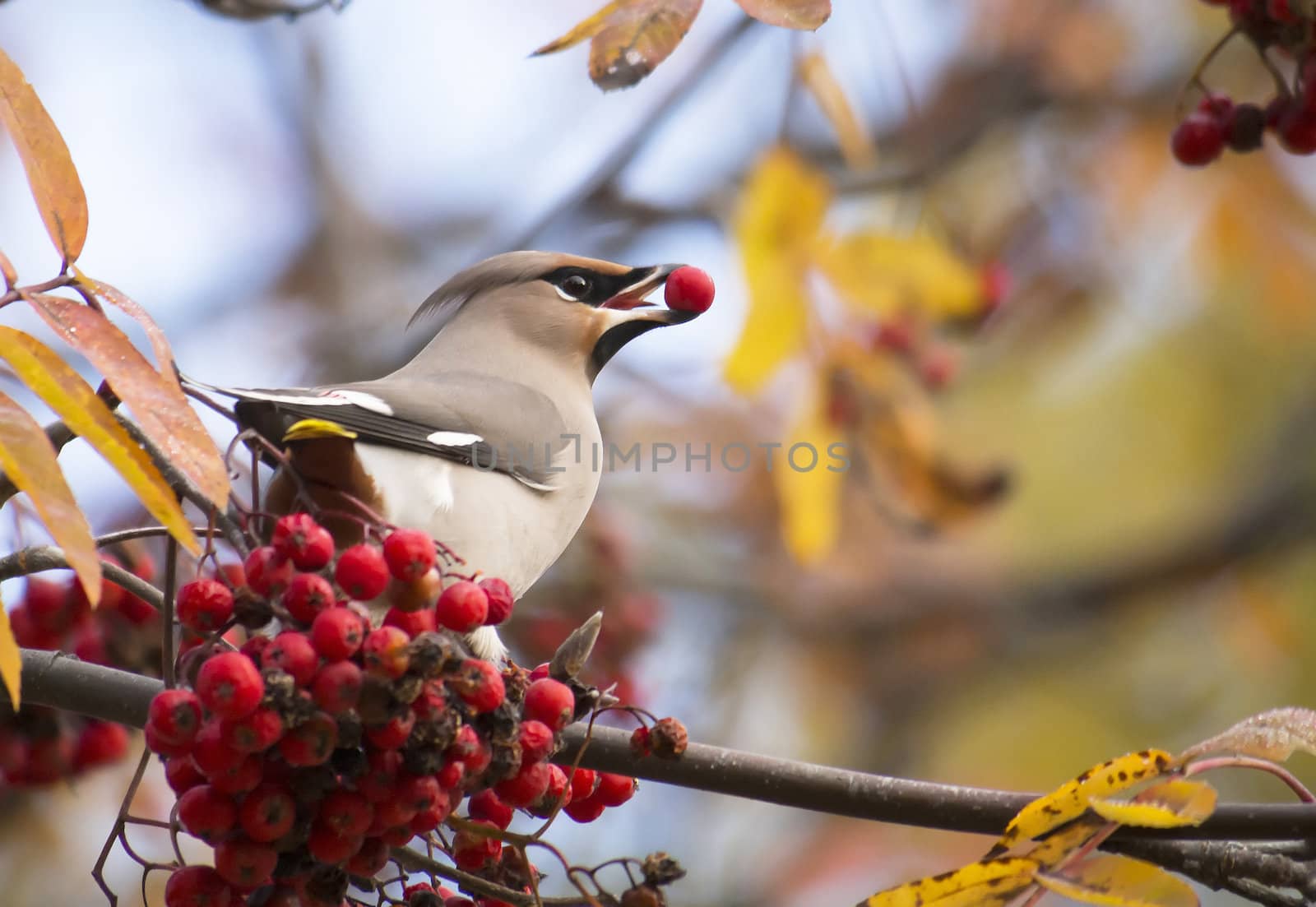 waxwing