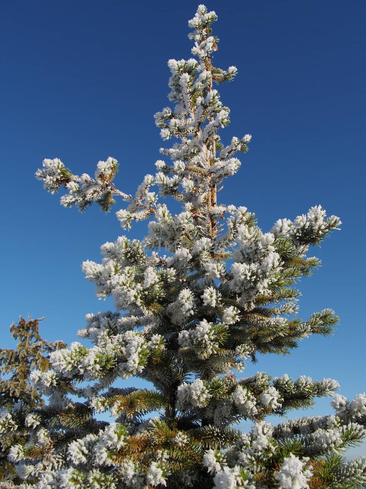 sprigs of spruce in the snow