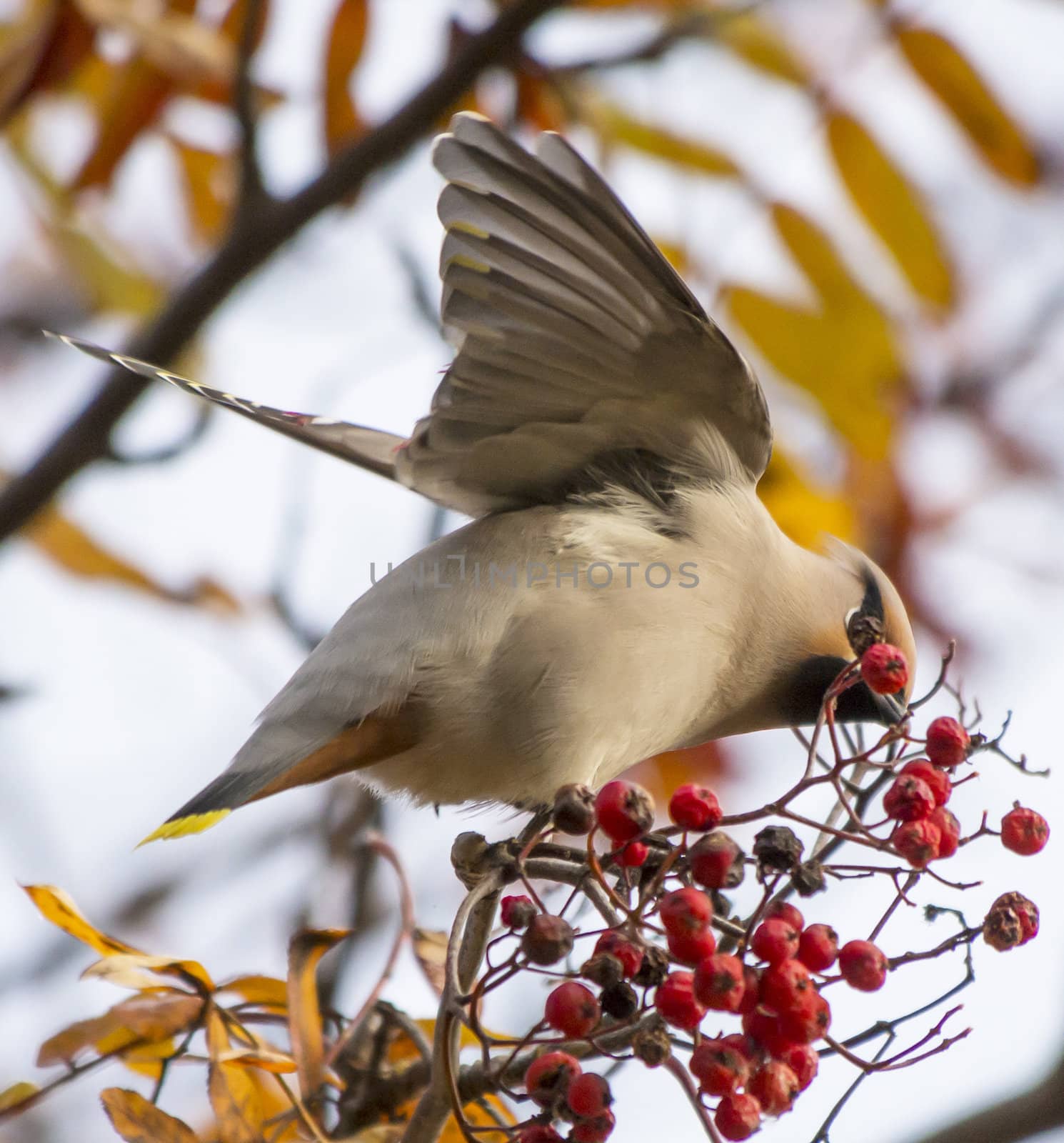 waxwing