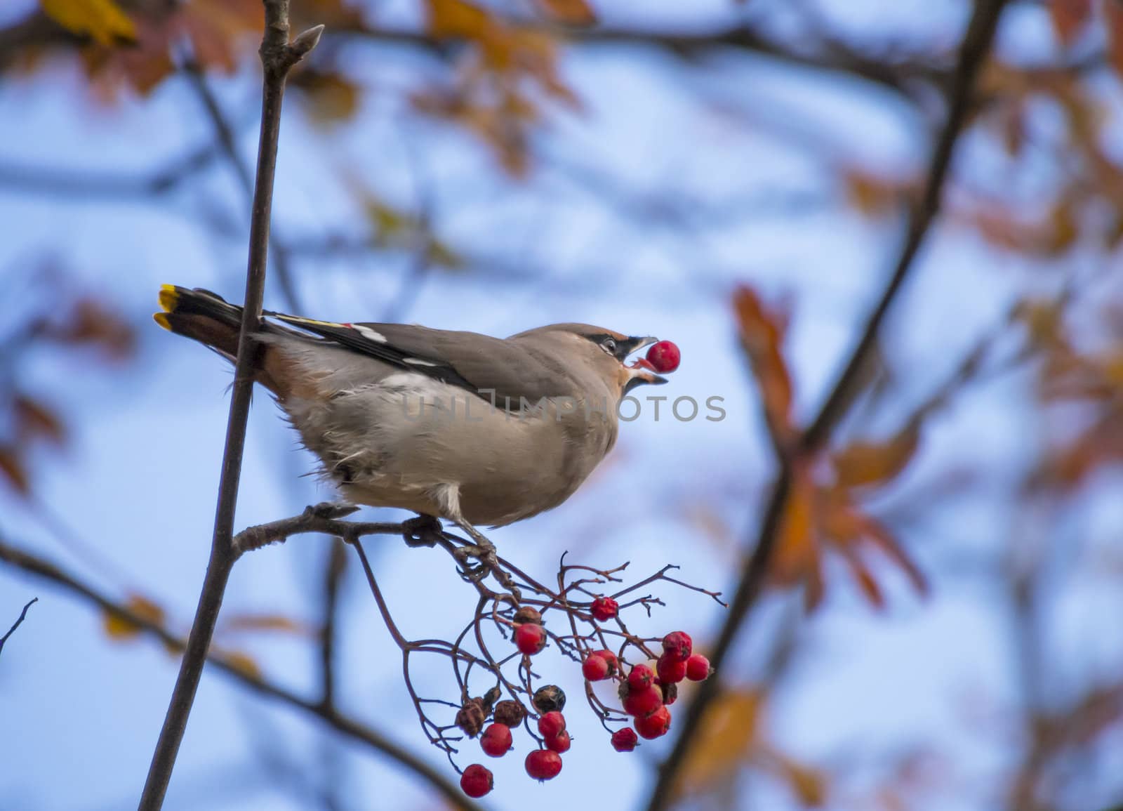 waxwing