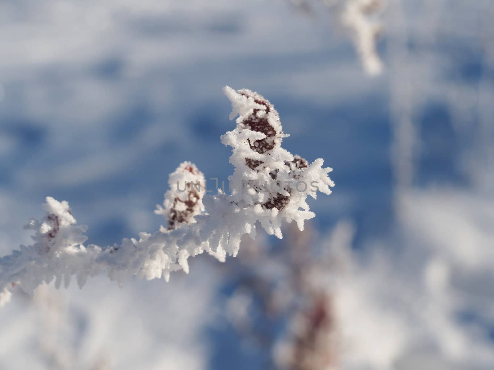 Barberry twig in snow