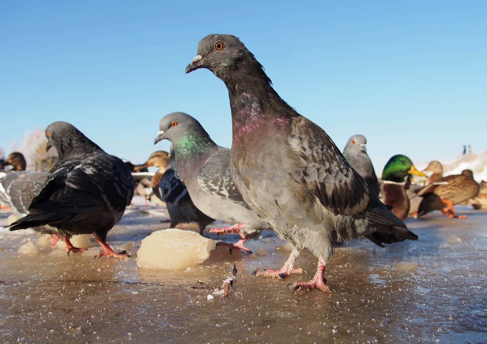 pigeons in winter on the lake