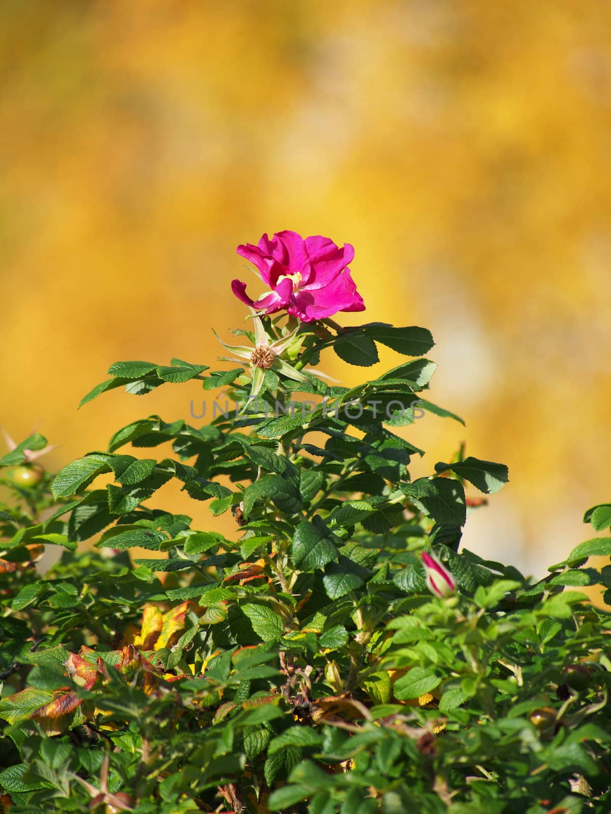 Dog rose (Rosa canina) flower 