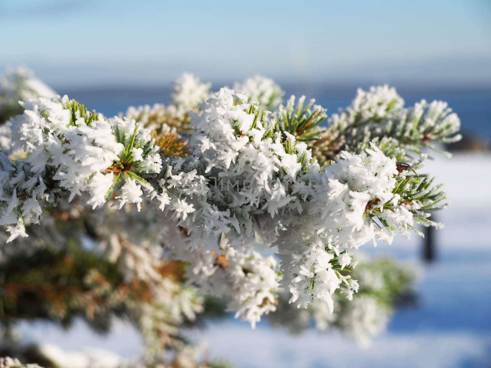 spruce twig in the snow