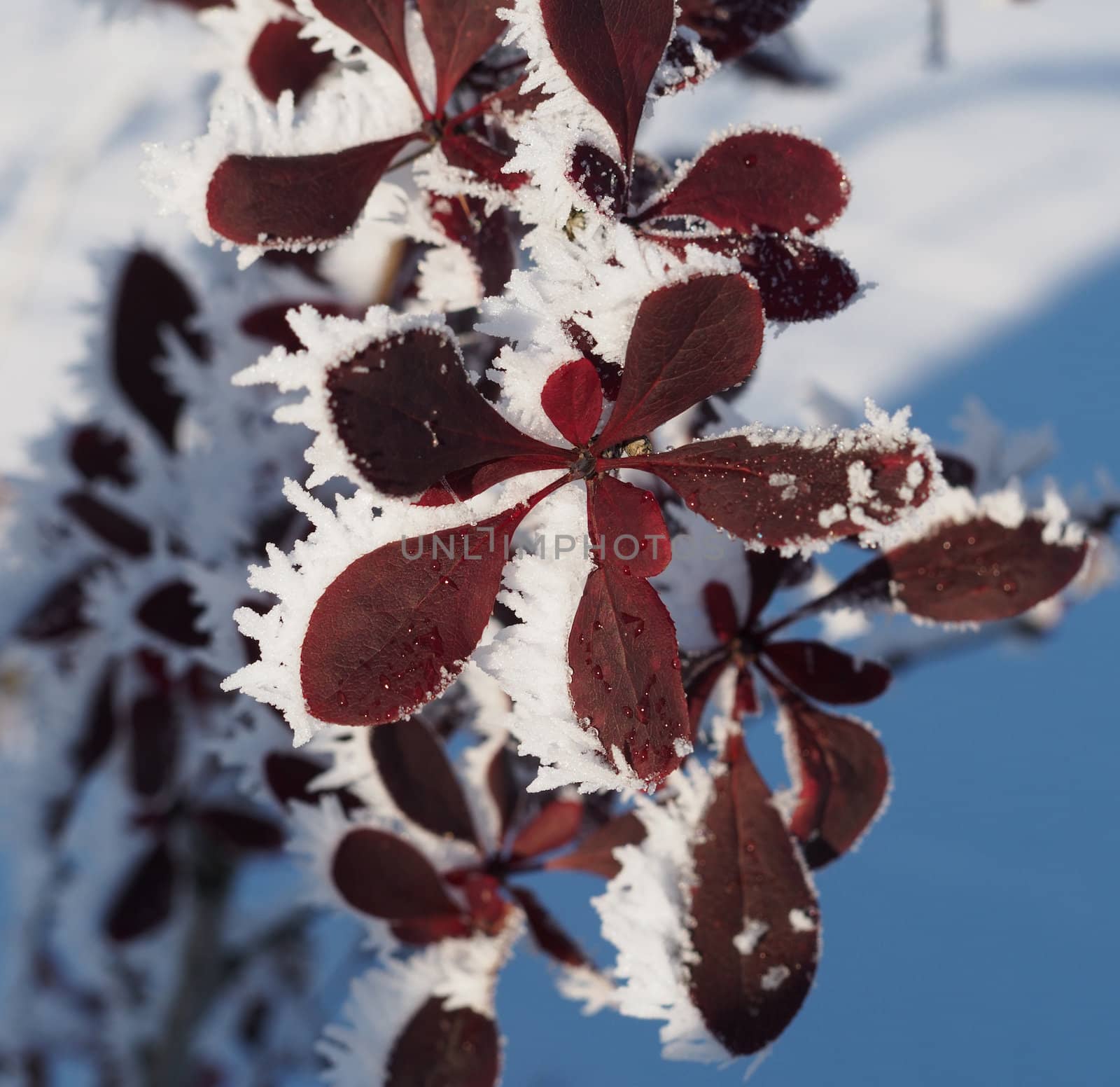 Barberry twig in snow