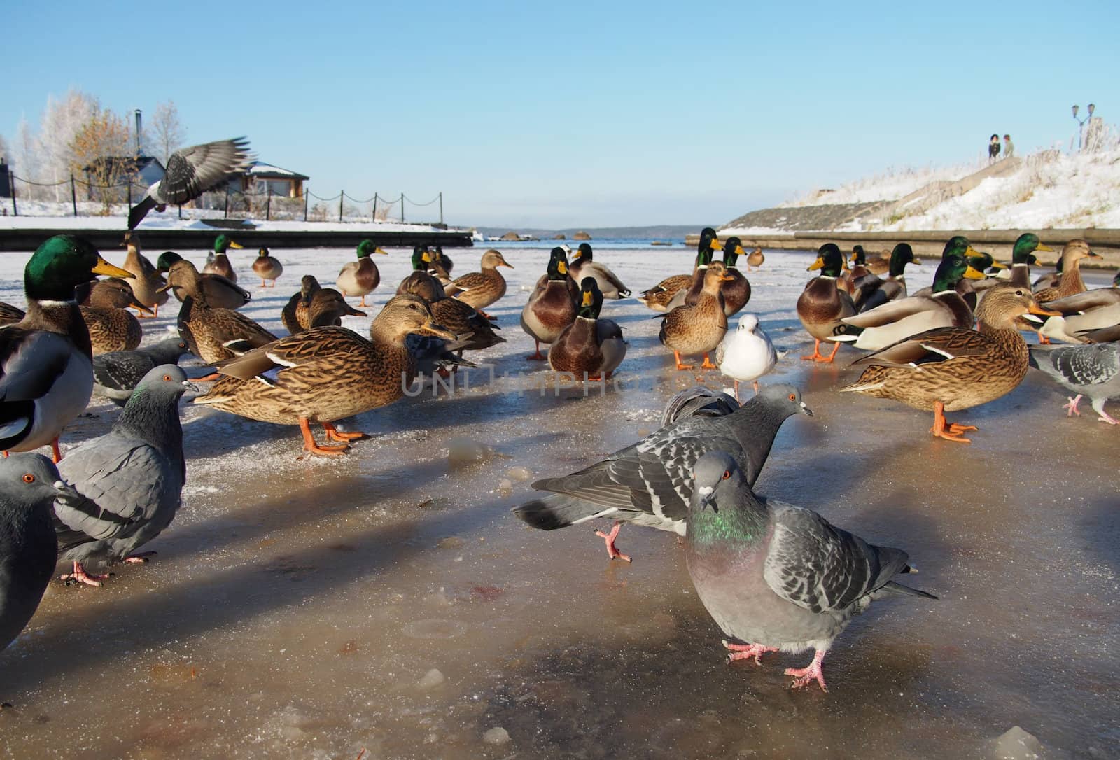 Birds on the lake in winter
