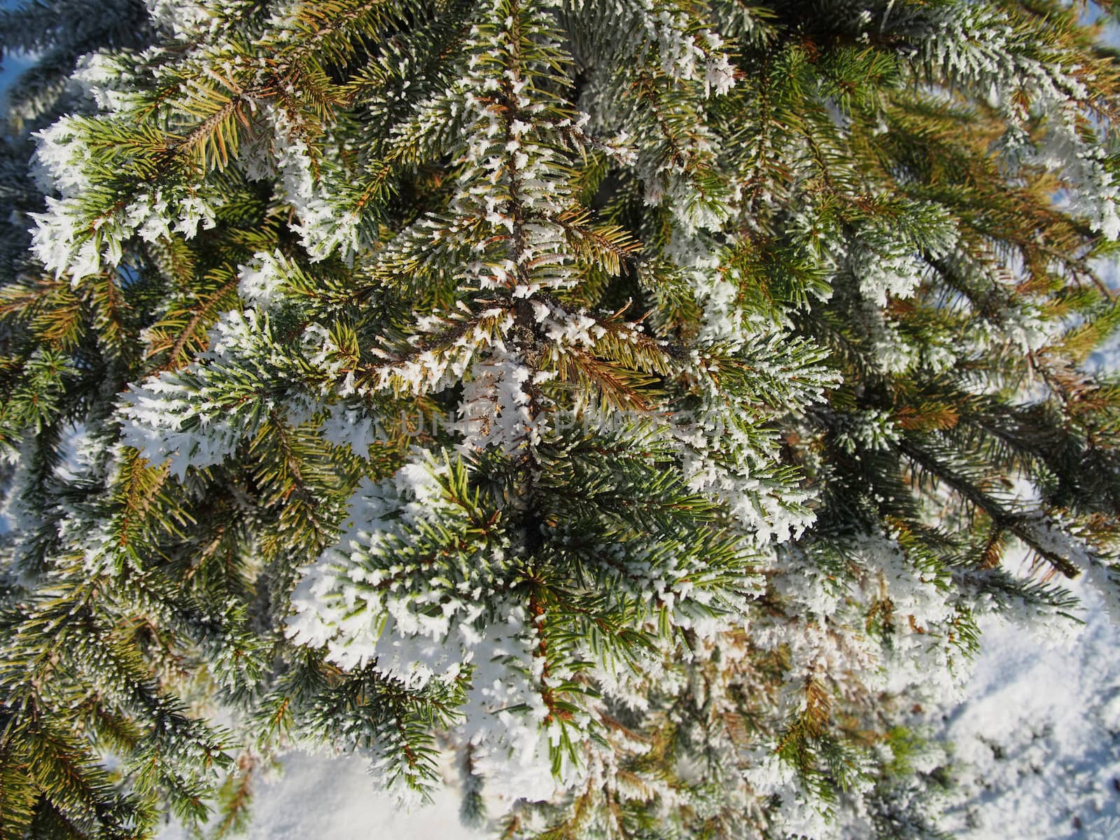 spruce twig in the snow