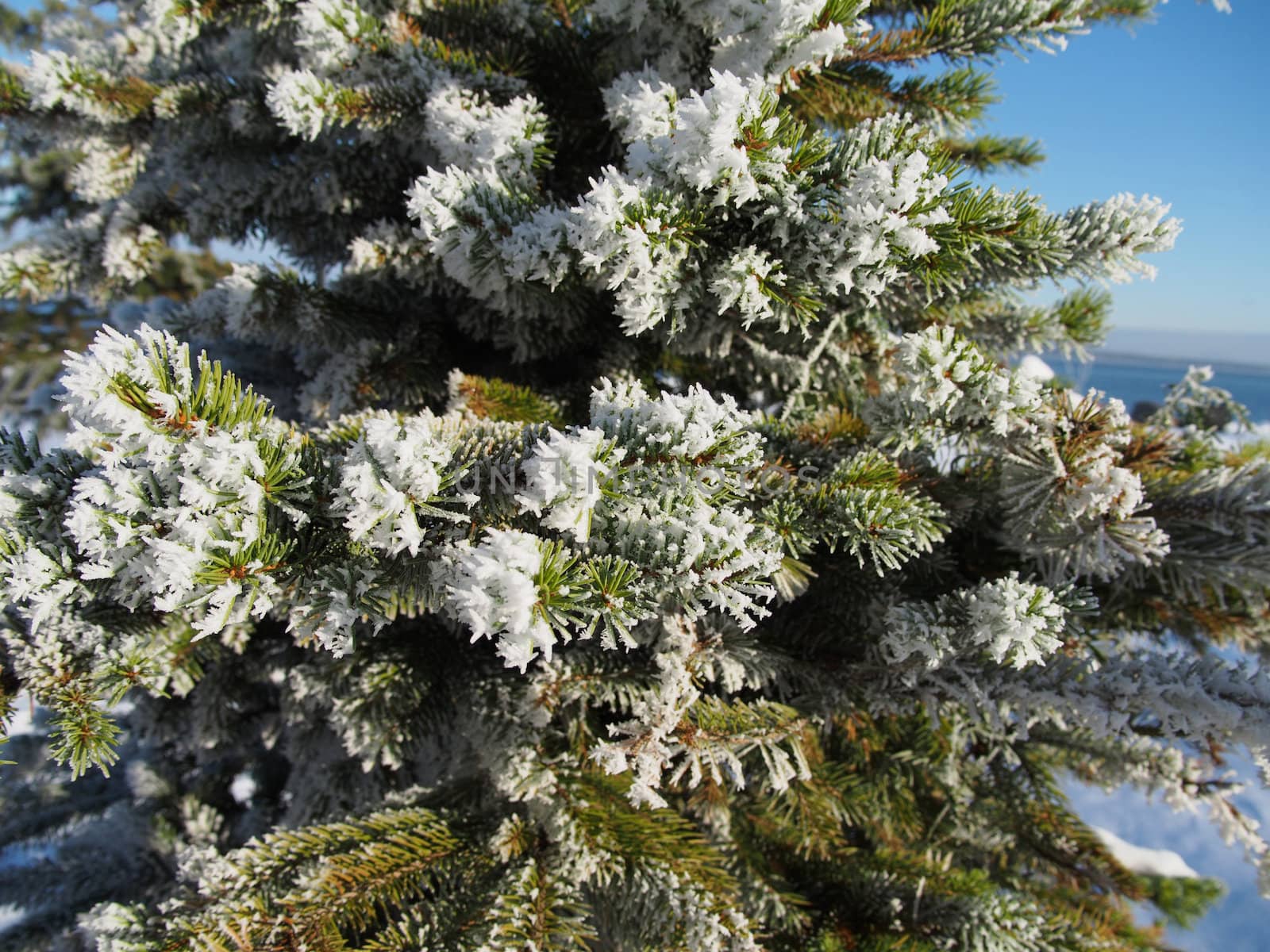 spruce twig in the snow