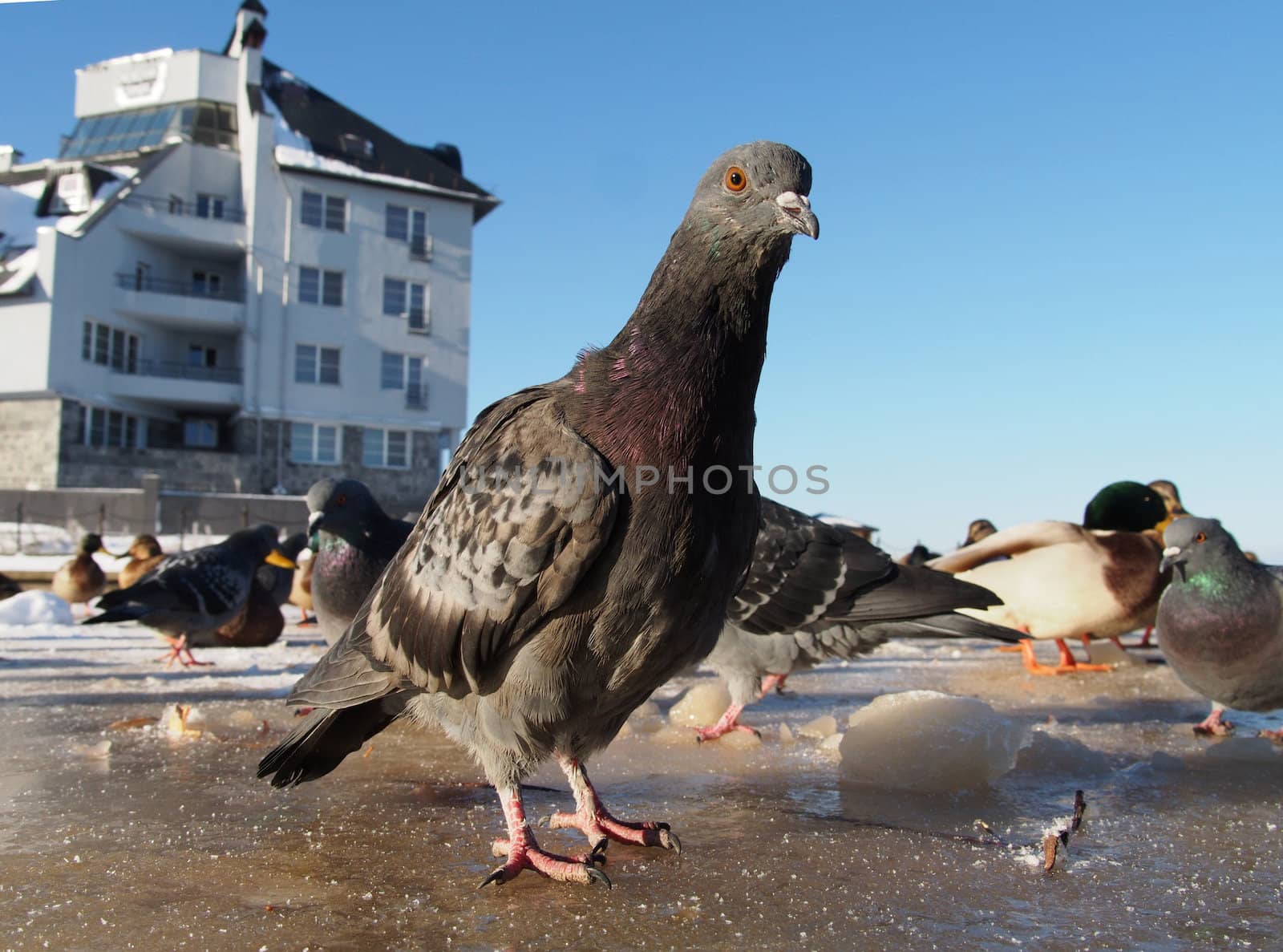 pigeons in winter on the lake