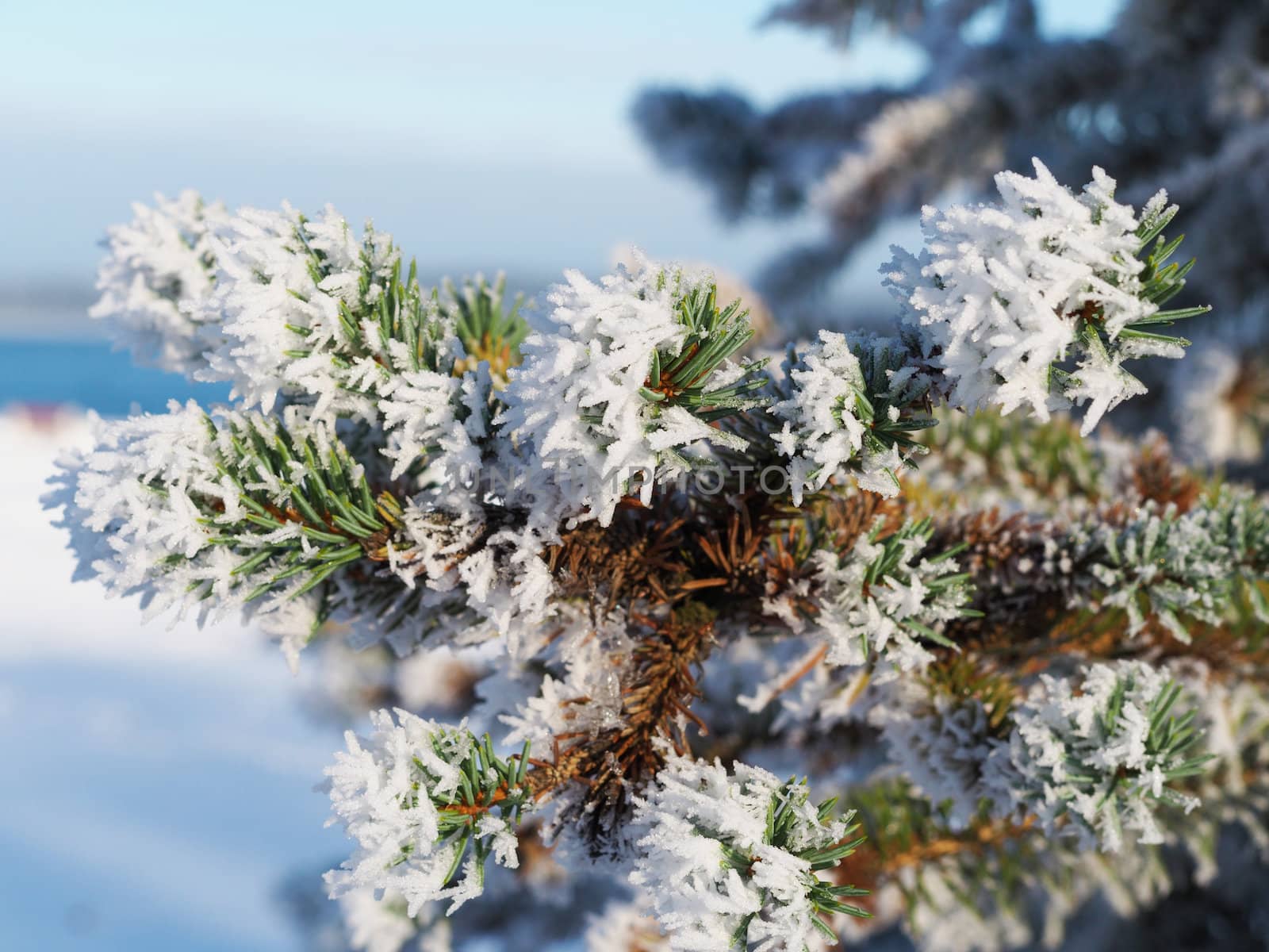 sprigs of spruce in the snow