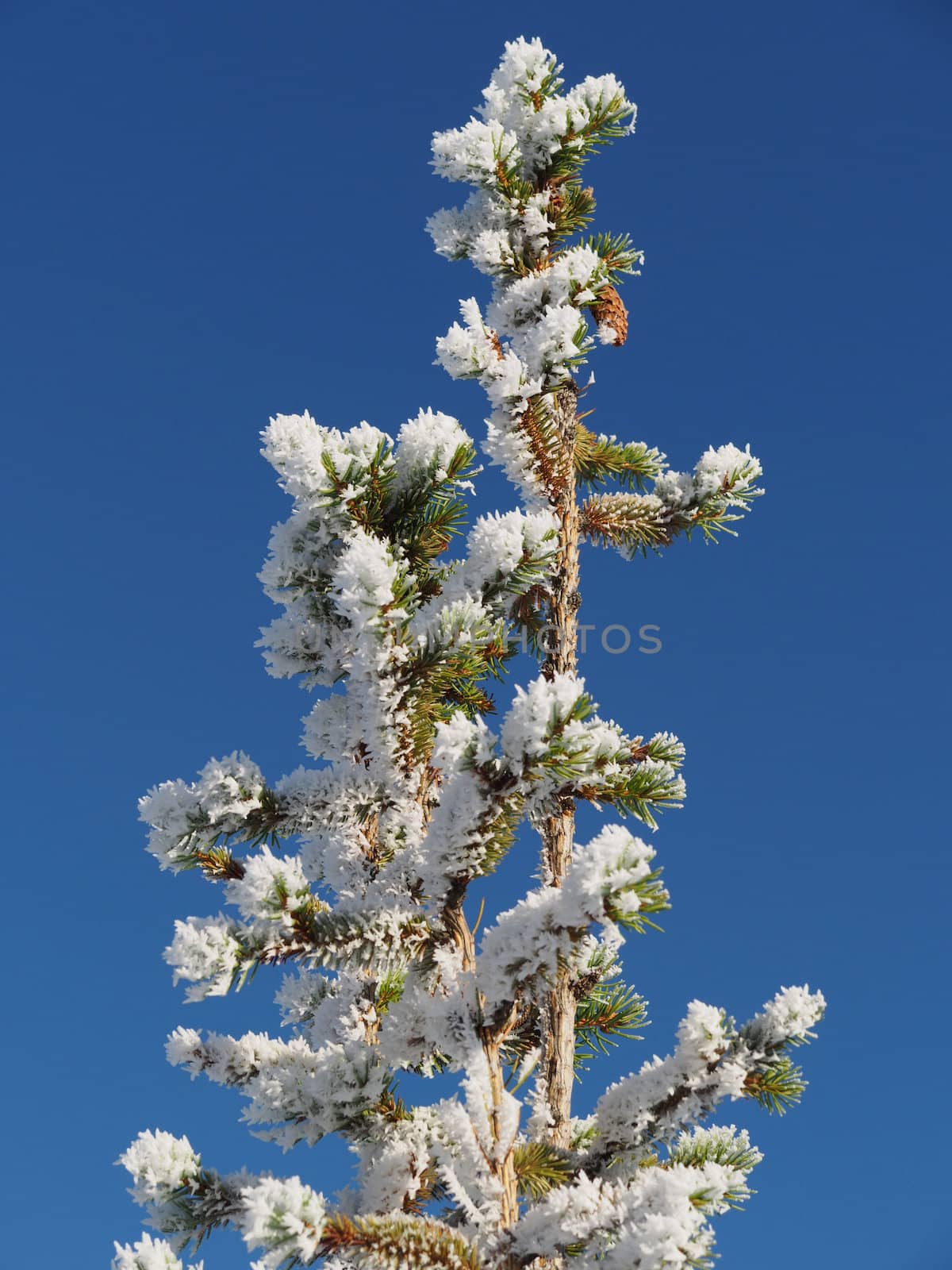 spruce twig in the snow